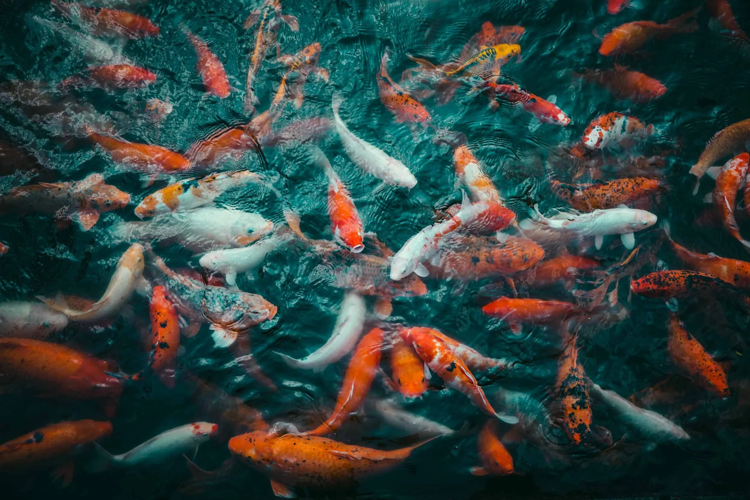 Colorful-Koi-Fish.jpg