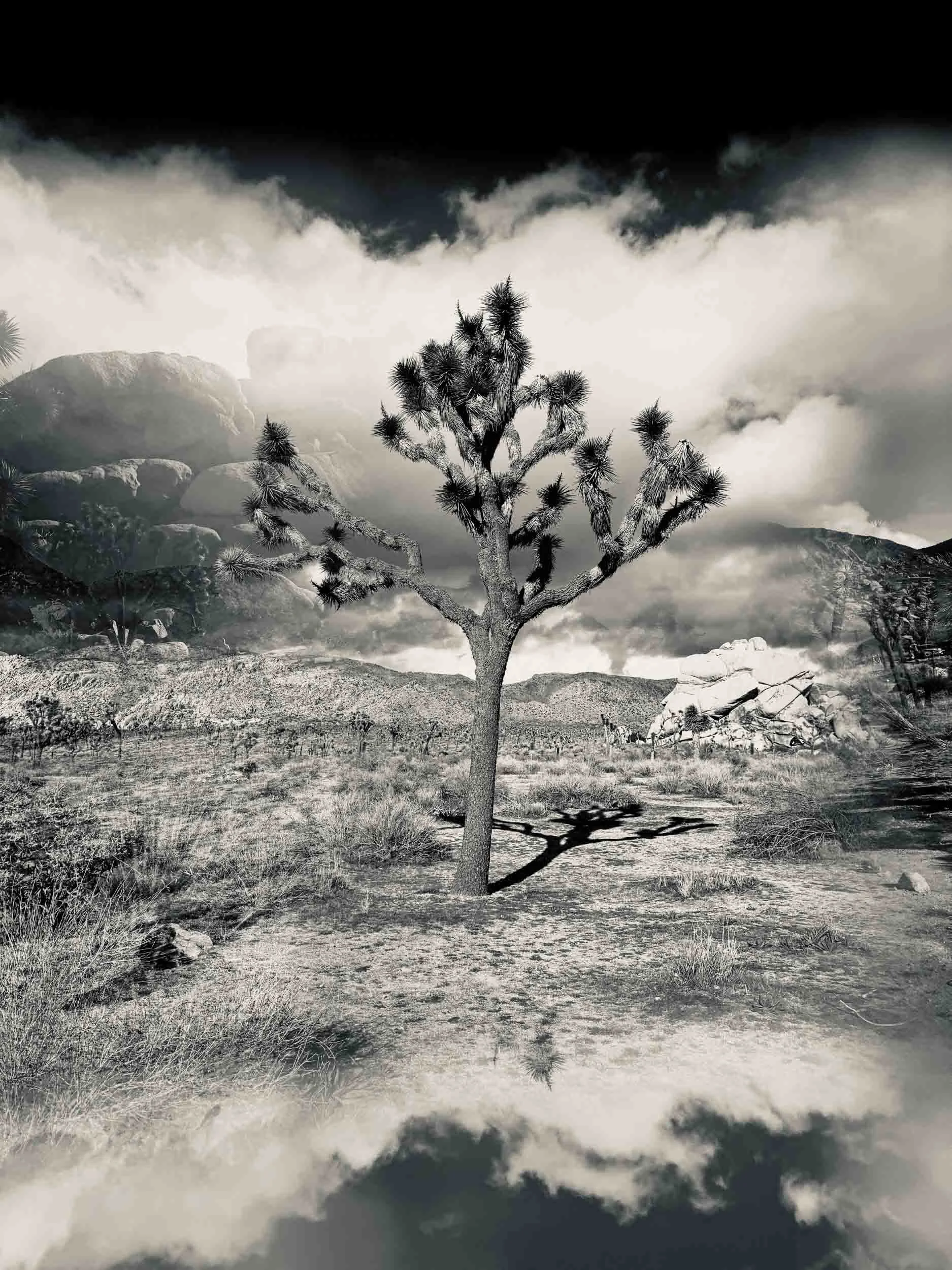 Cactus-in-the-desert-in-black-and-white.jpg