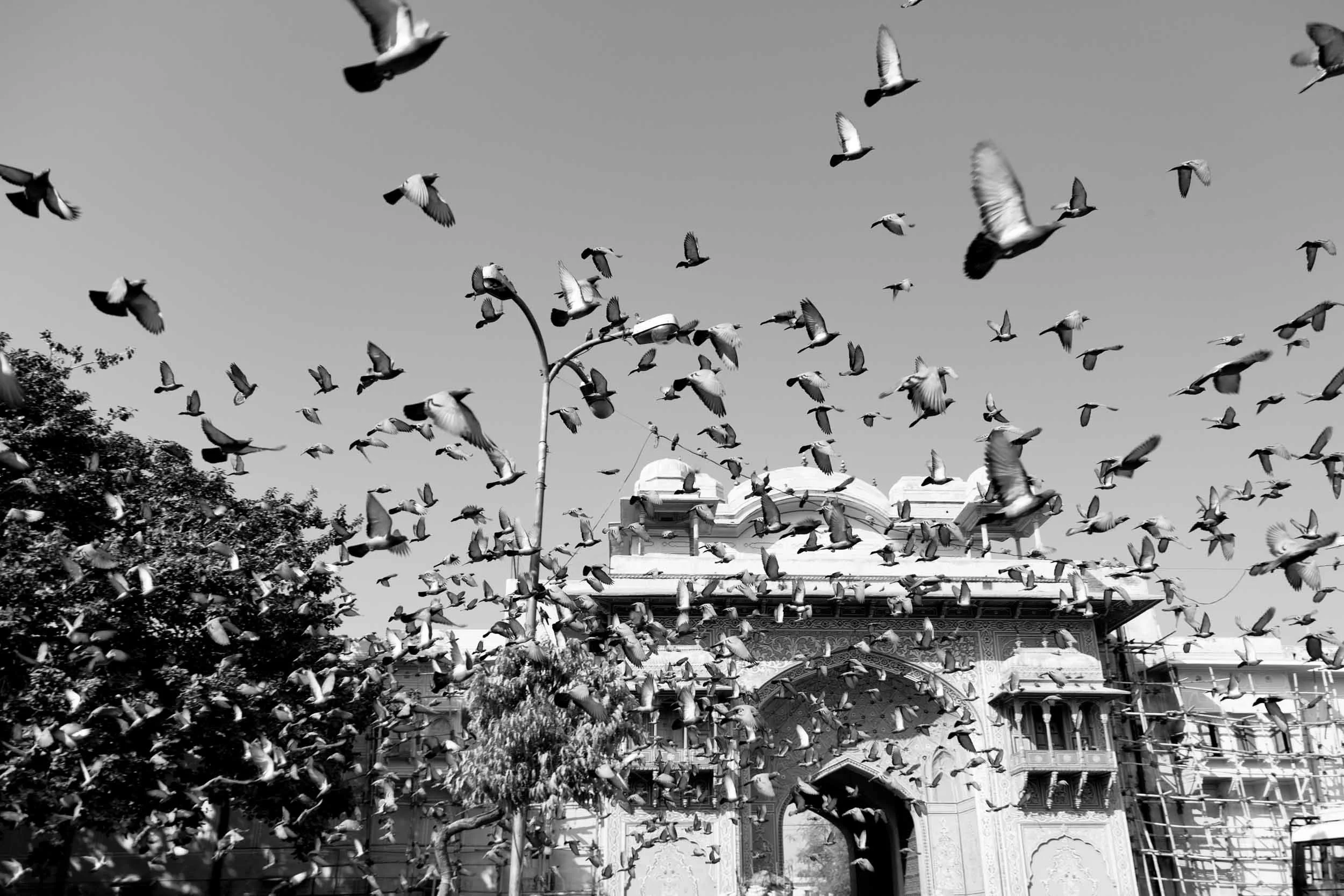 Pigeons-Over-Jaipur-Architecture.jpg