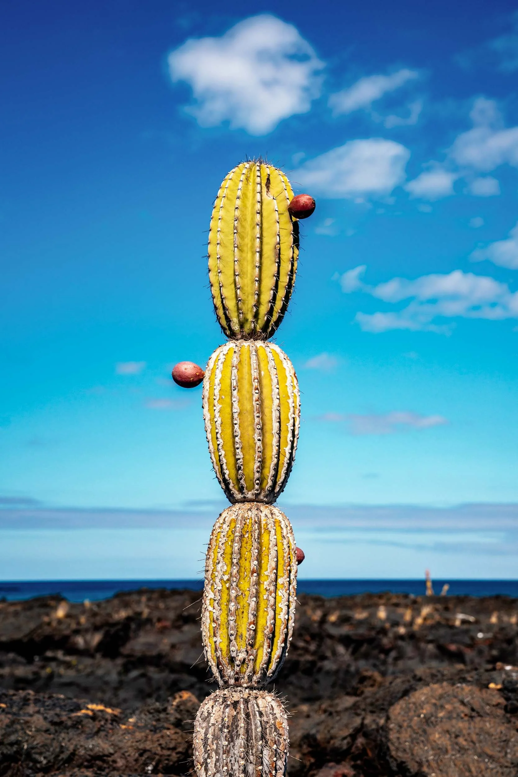 Cactus-Galapagos-Ecuador.jpg