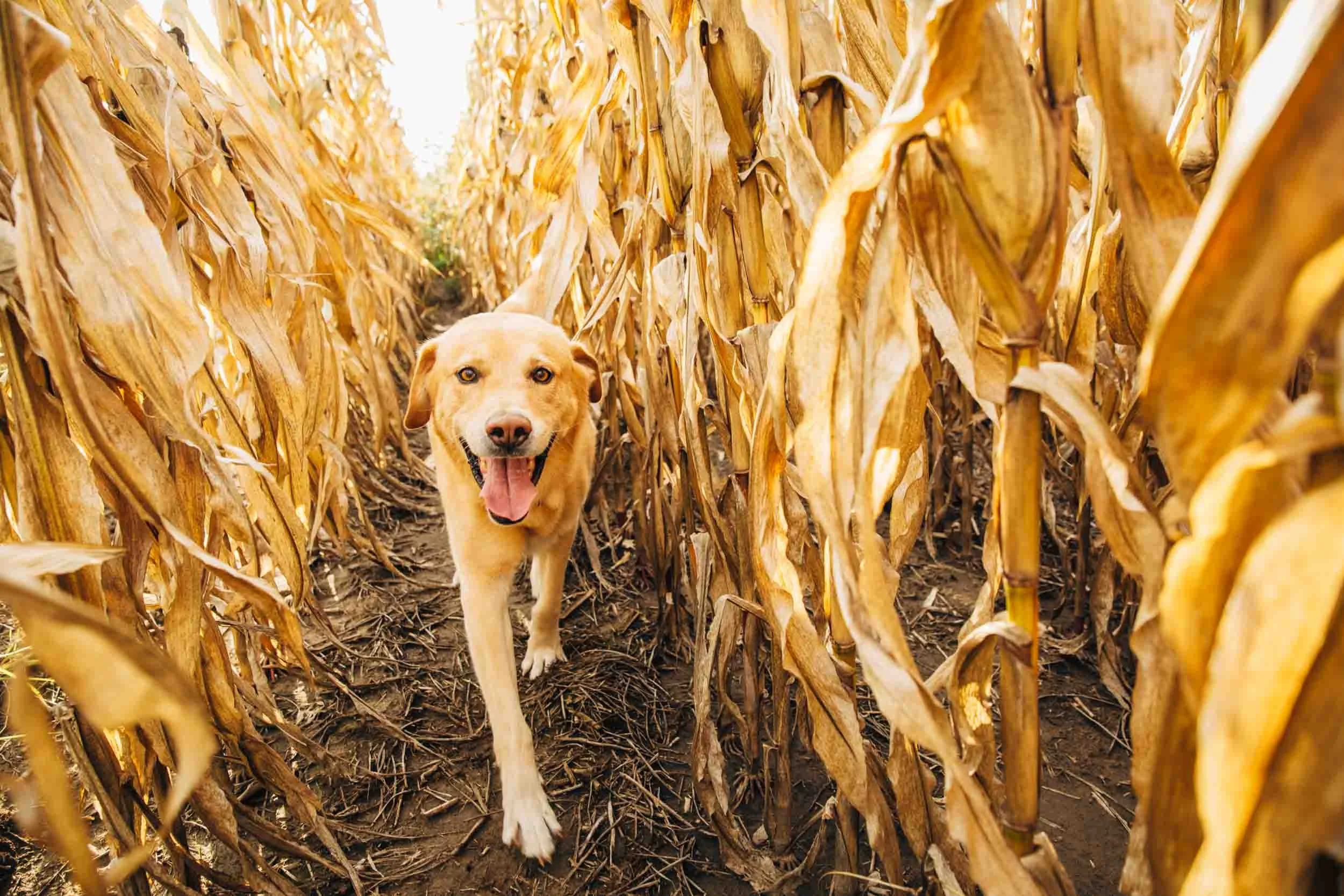 Dog-in-Dry-Cornfield.jpg
