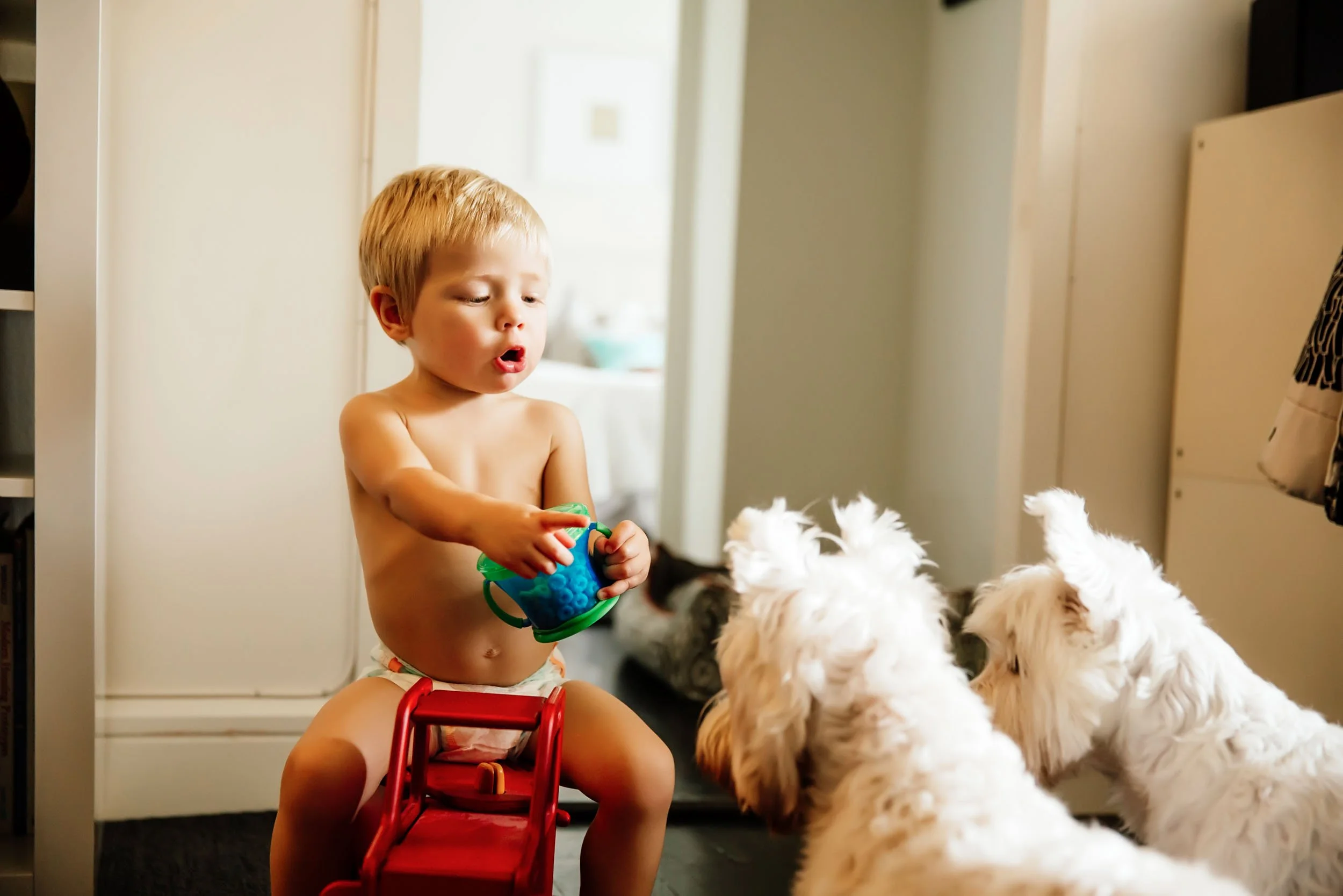 Baby-and-Westie-Dogs-Interaction.jpg