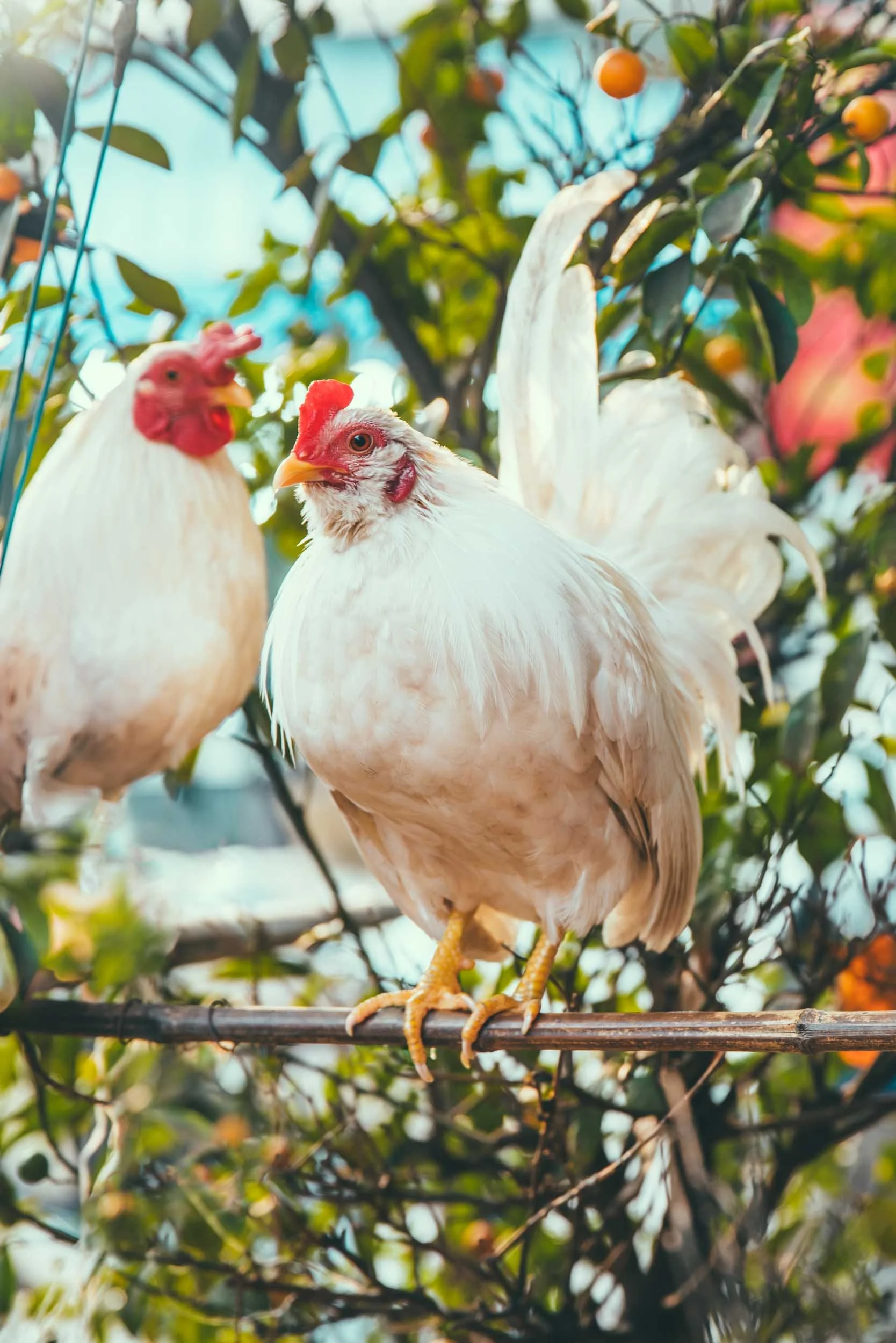 White-Chickens-on-a-Branch.jpg
