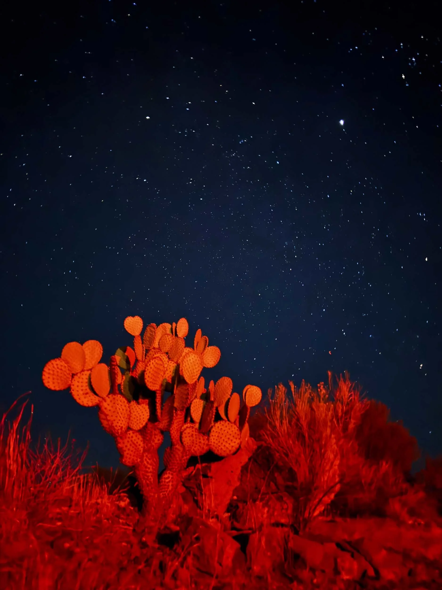 Red-Cactus-Under-Starry-Sky.jpg