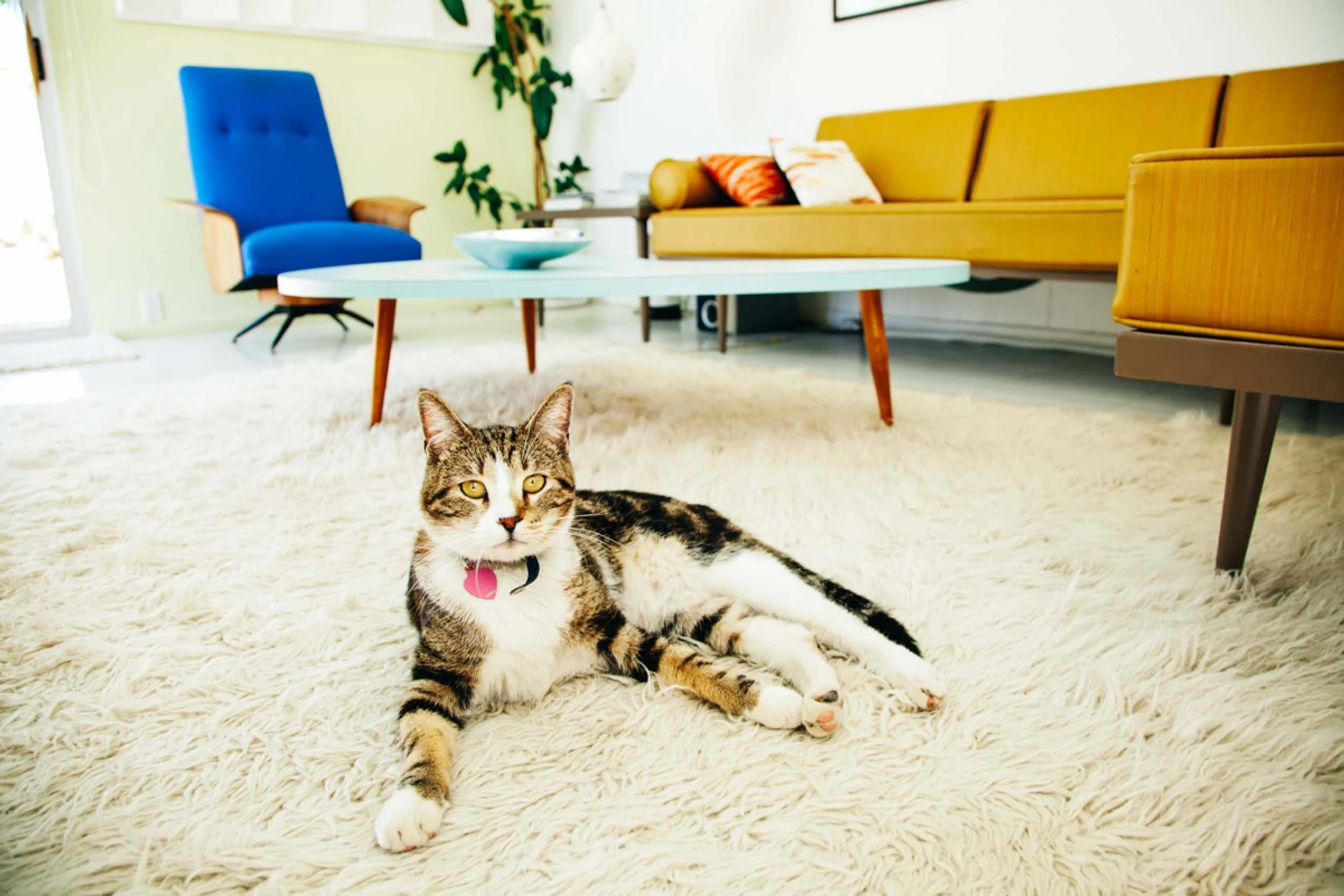 Cat-Relaxing-in-Modern-Living-Room.jpg