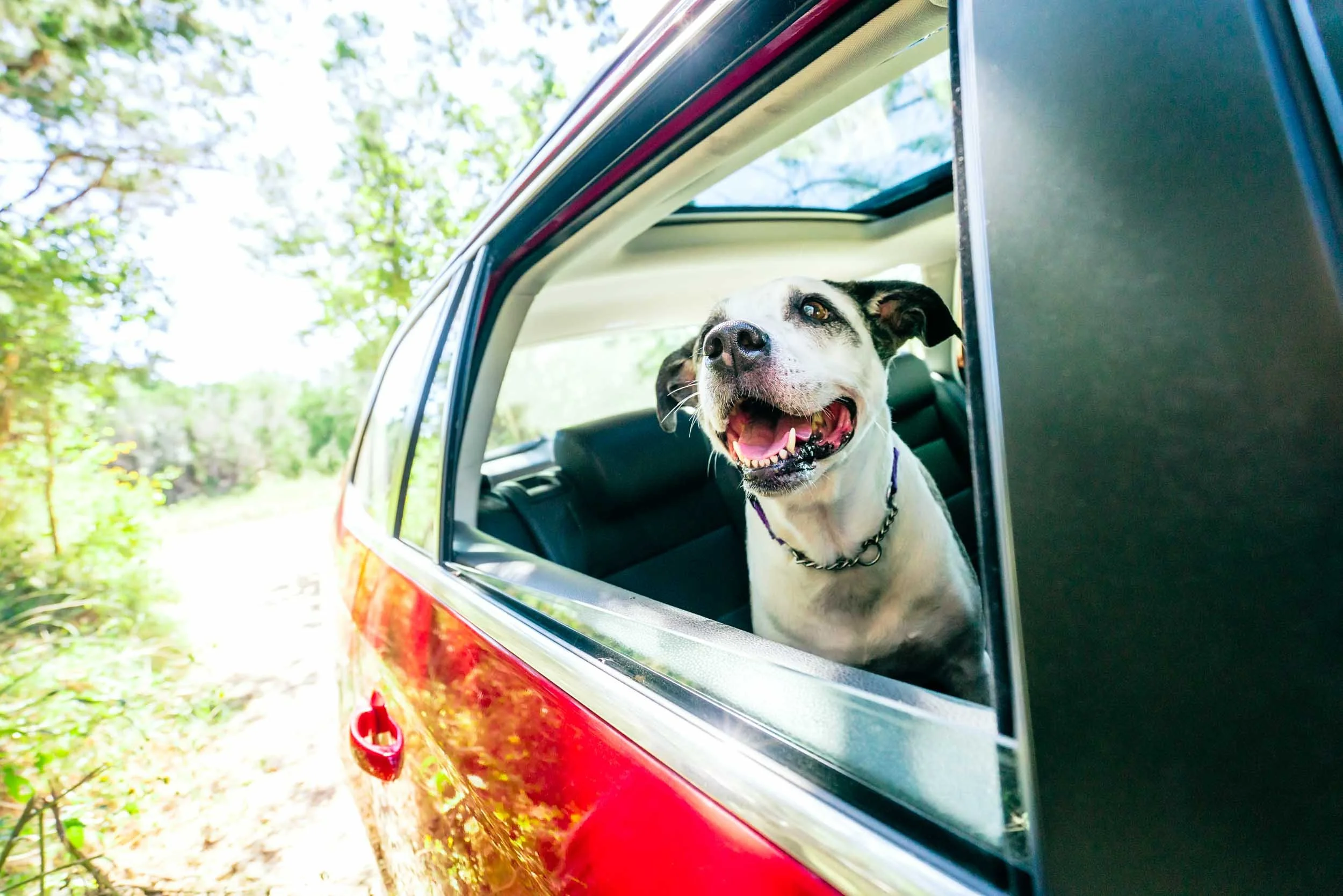 Dog-Enjoying-Car-Ride.jpg