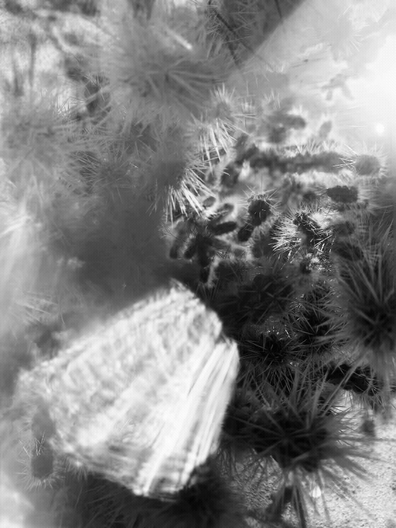 Black-and-White-Cactus-and-Sun-Flare.gif