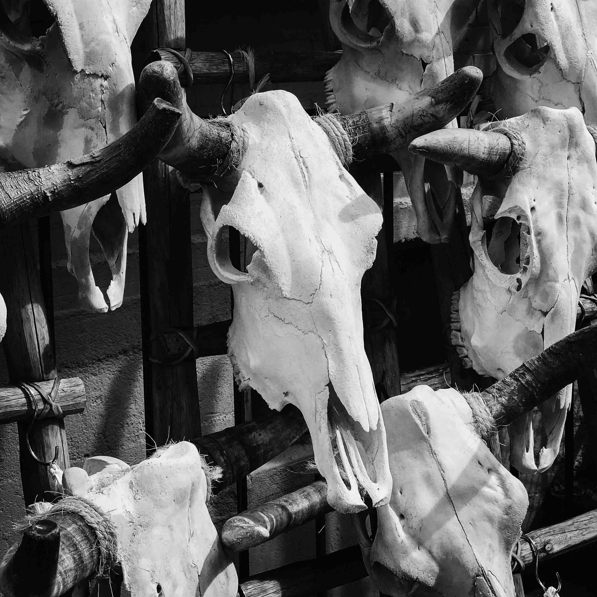 Cow-Skulls-Display-in-Santa-Fe.jpg