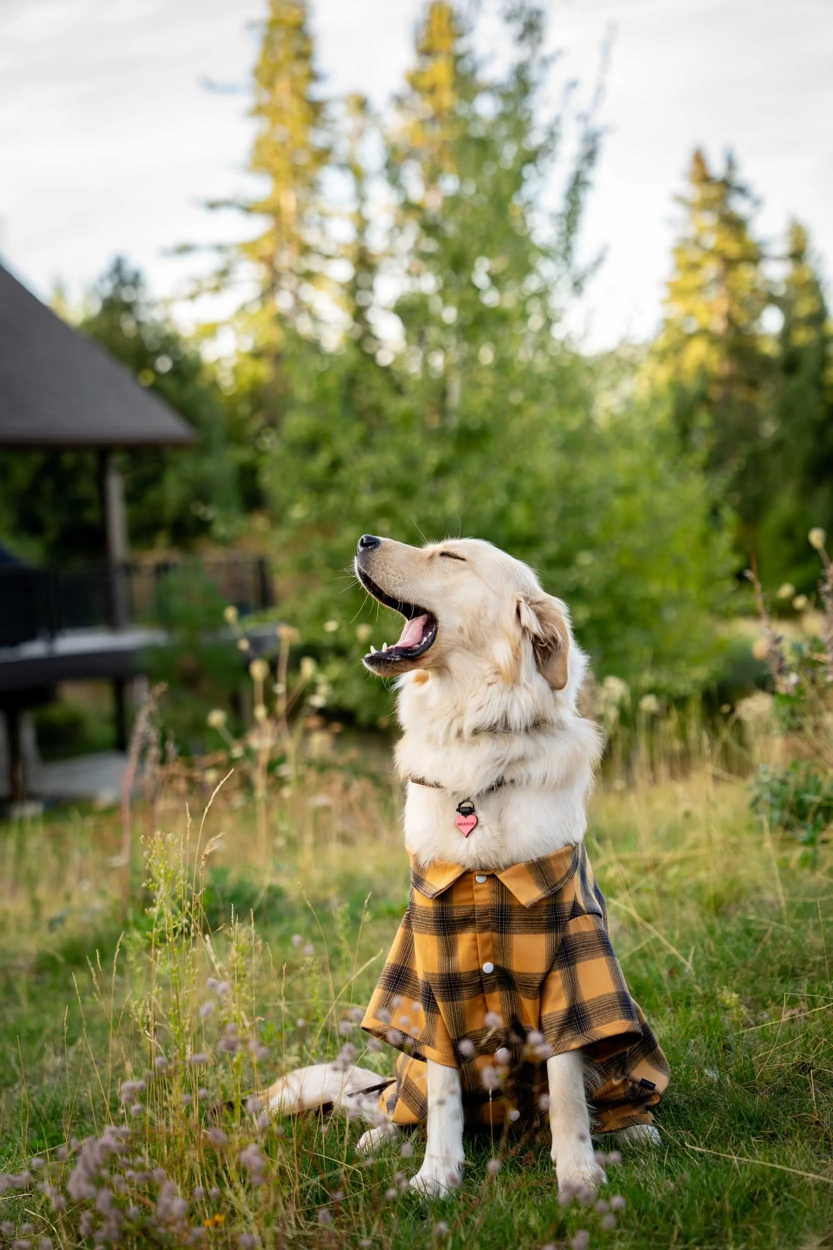 Dog-in-Plaid-Shirt-Outdoors.jpg