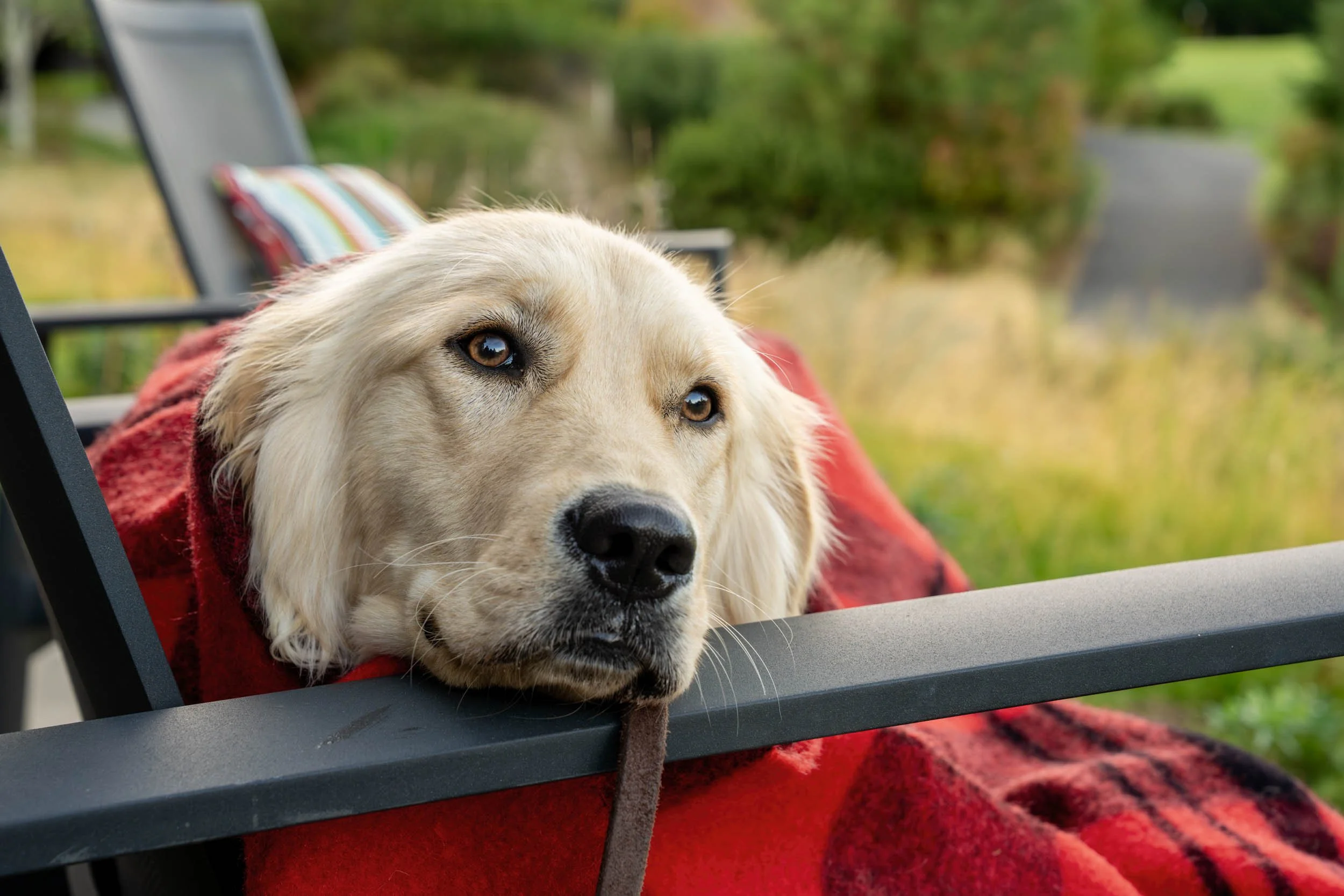 Golden-Retriever-Relaxing-Outdoors.jpg