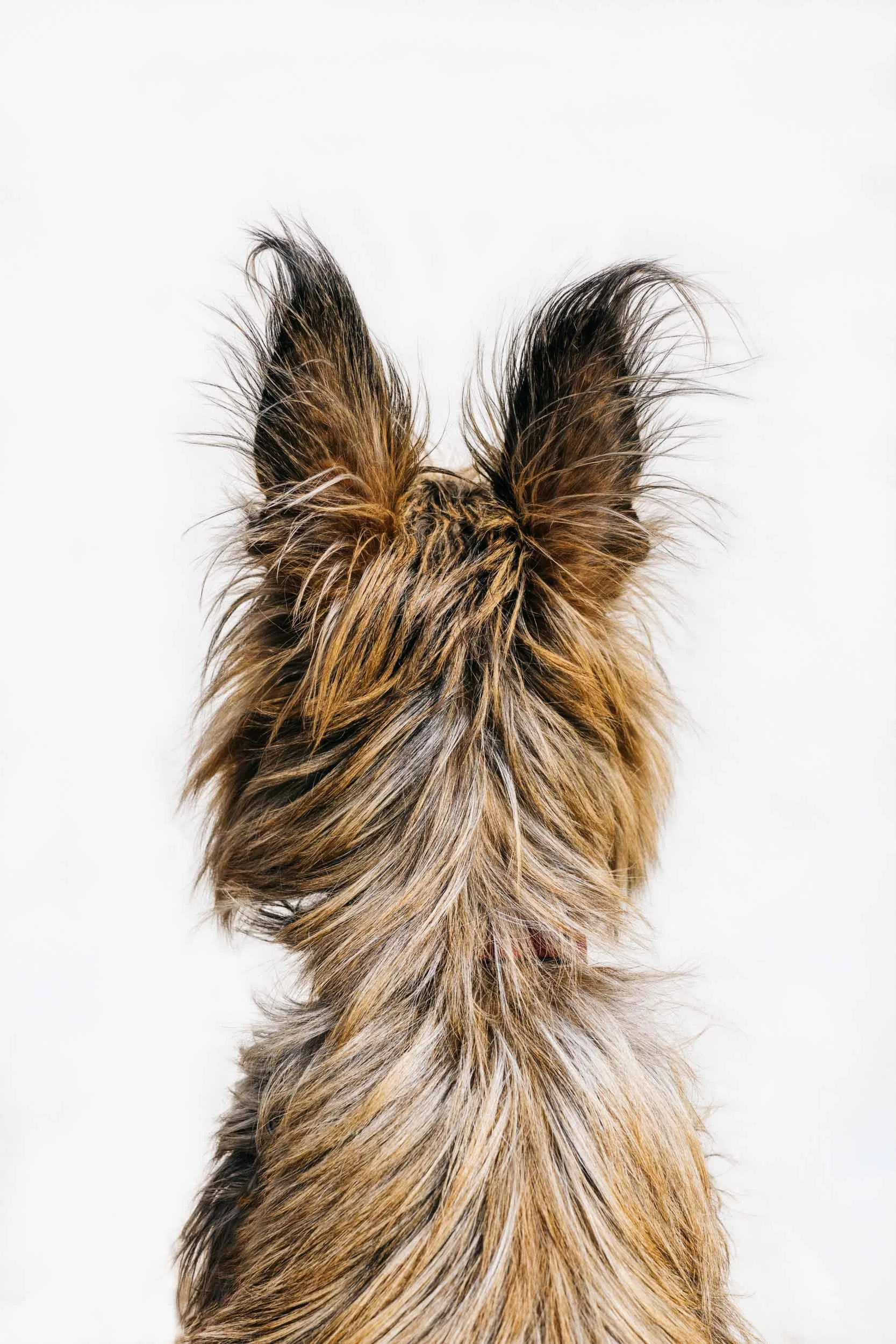 Back-View-of-Dog-Head_Max.jpg