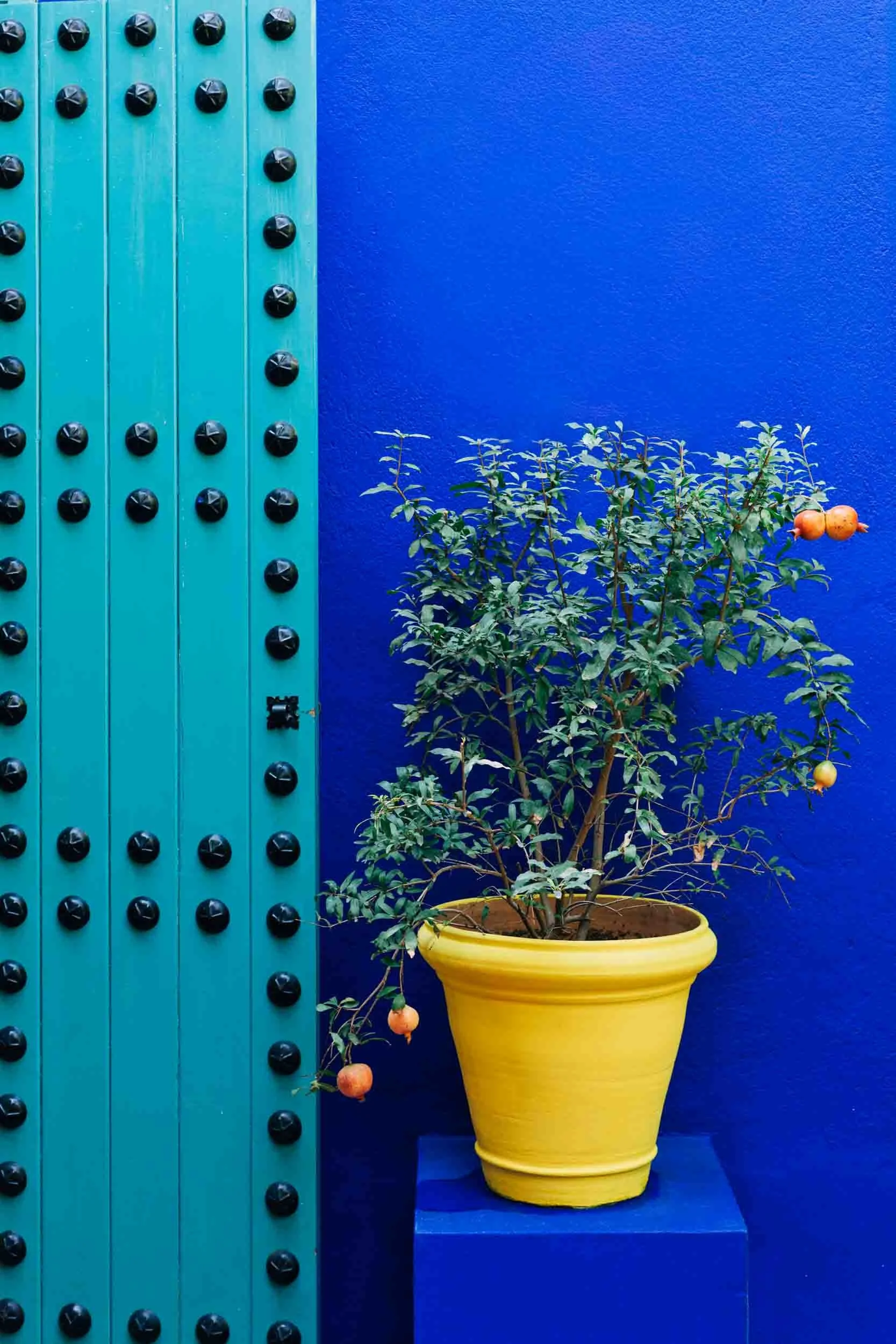 Colorful-Door-and-Pot-with-Pomegranate-Plant.jpg