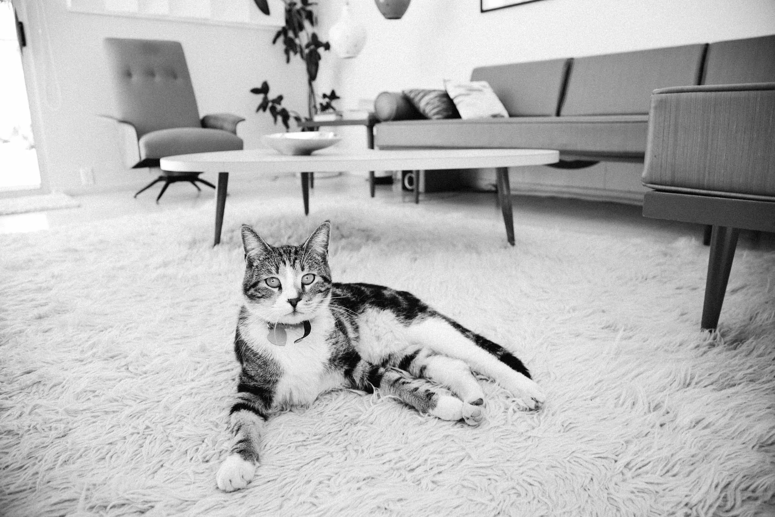Cat-in-Mid-Century-Modern-Living-Room.jpg