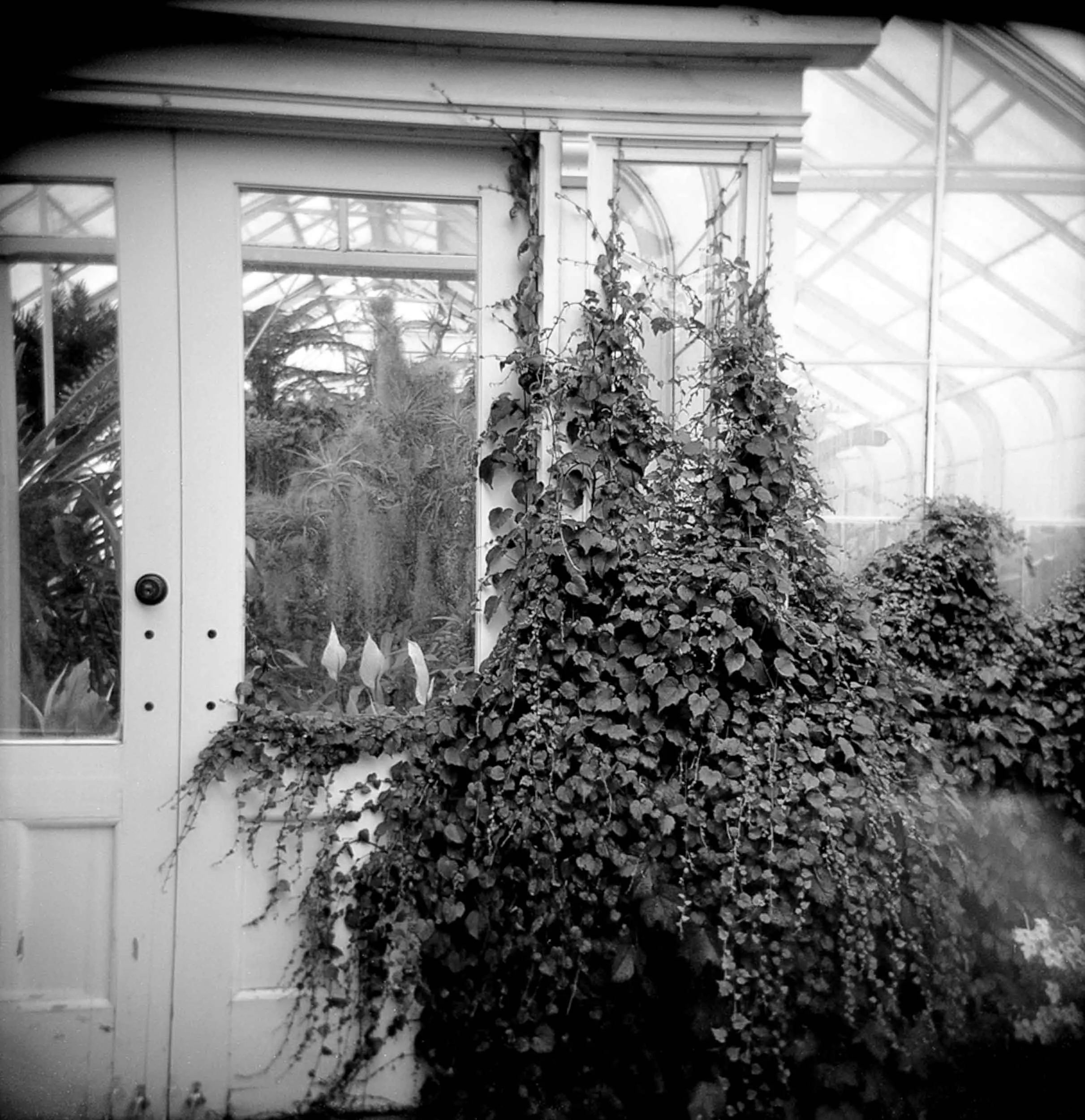 Greenhouse-Covered-in-Vines.jpg