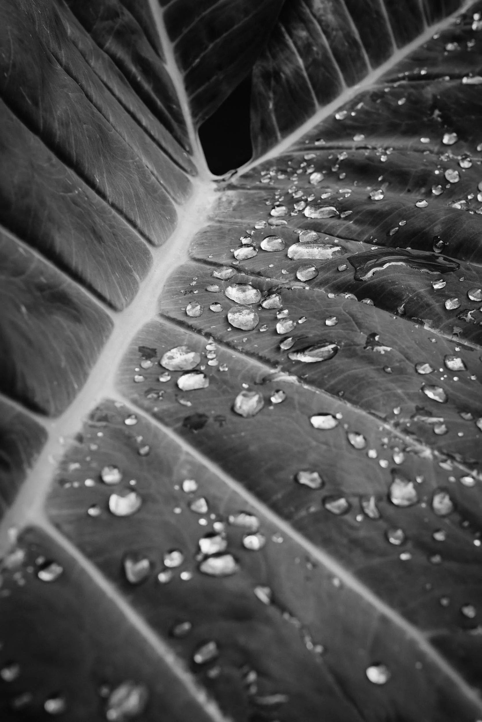 Leaf-with-Water-Droplets-in-Black-and-White.jpg