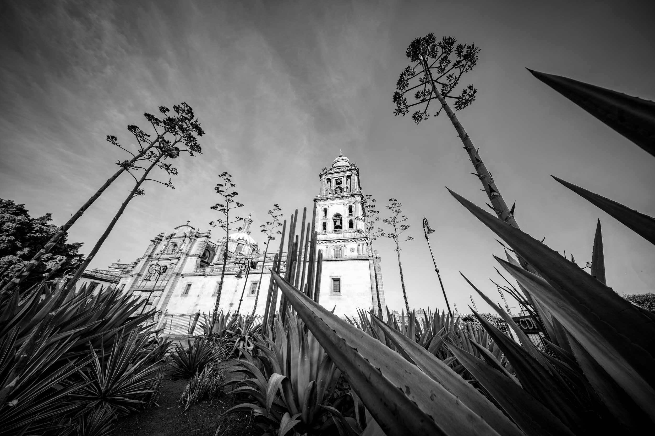 Mexico-City-Metropolitan-Cathedral-Through-Agave.jpg