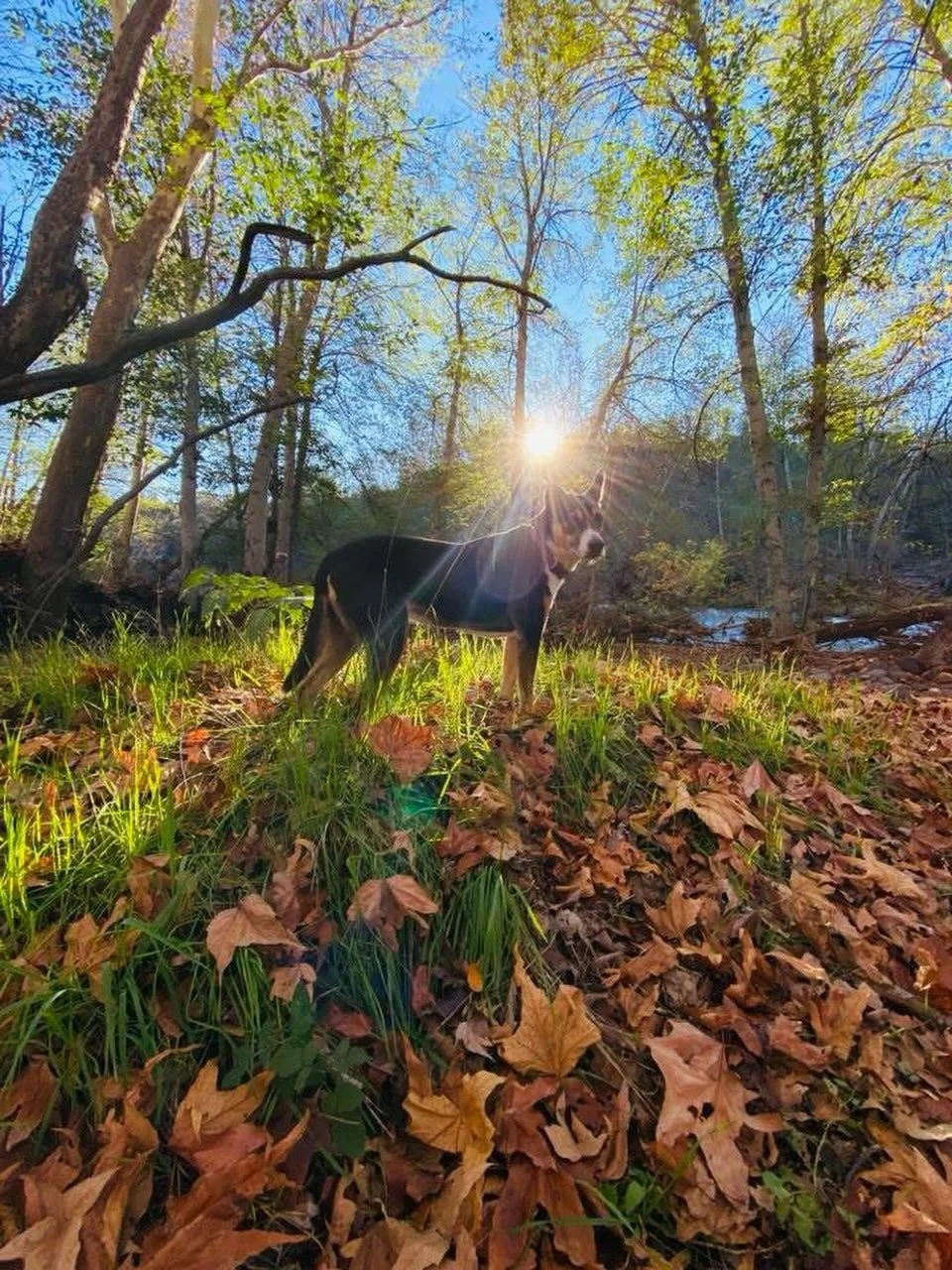 A black and white dog standing on fallen autumn leaves in a wooded area with green grass, trees, and a creek, with the sun shining through the trees.