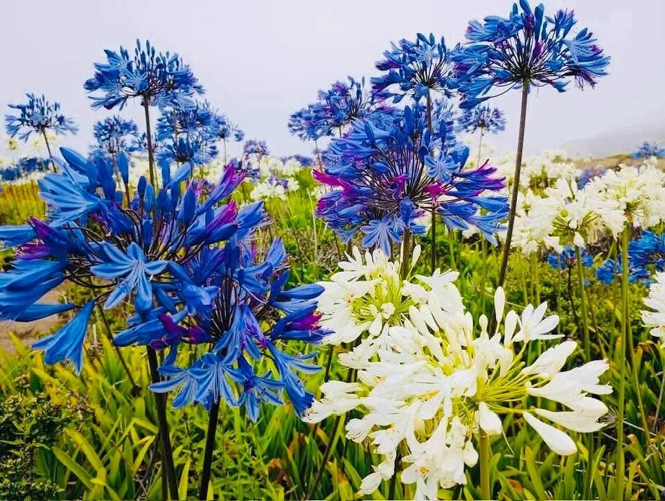Close-up of vibrant blue and white flowers blooming in a garden or field.