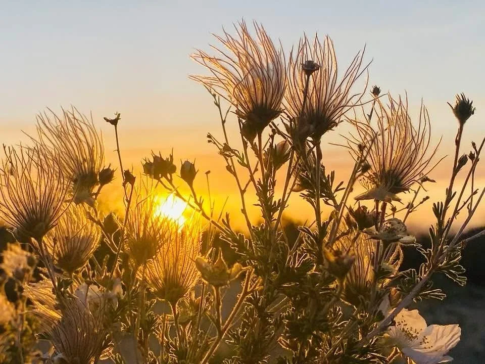 Wildflowers in front of a sunset sky with the sun peeking through the flowers.
