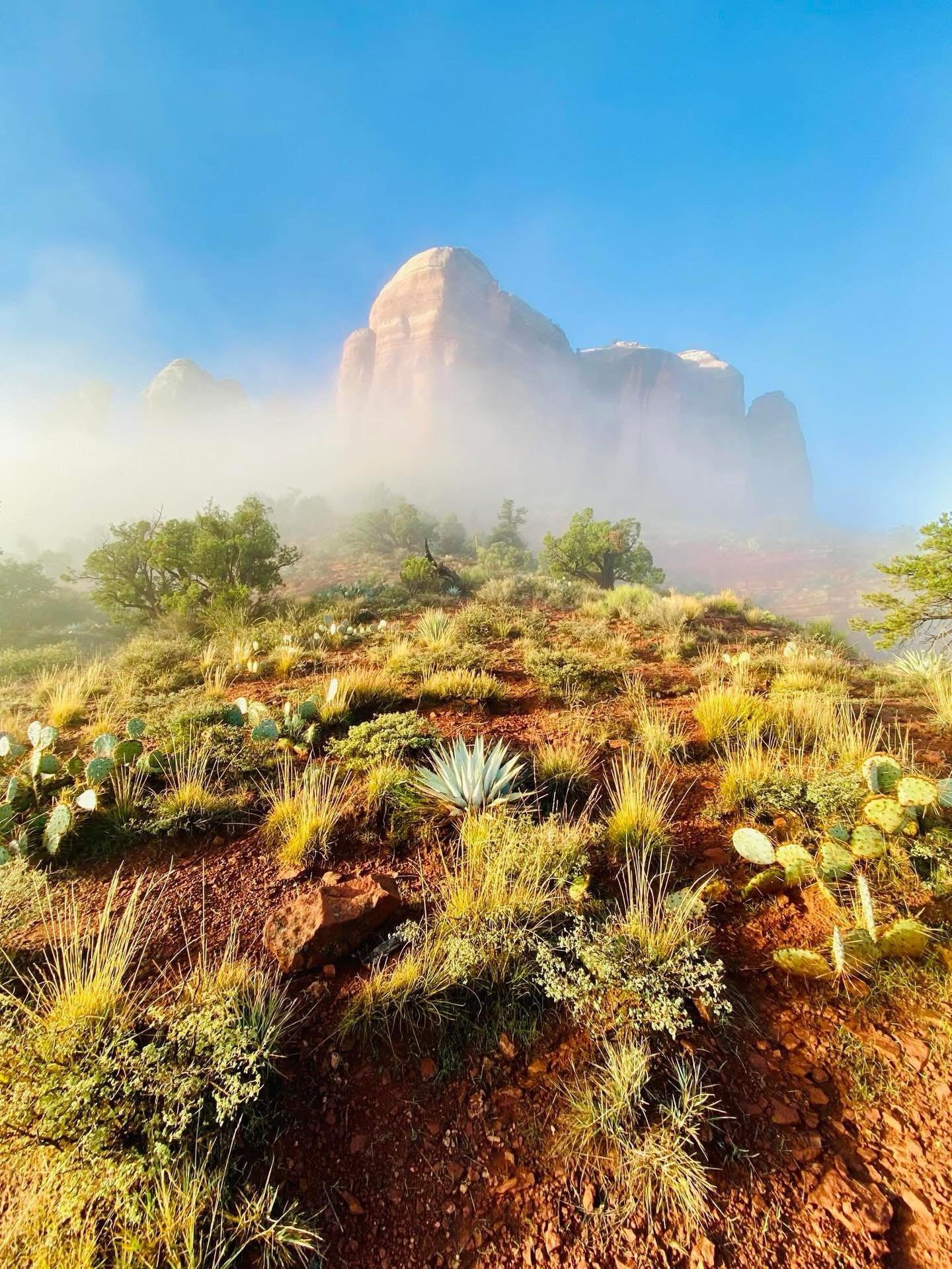 Desert landscape with various cacti and plants in the foreground, with large rocky mountains partially covered by fog in the background, under a clear blue sky.