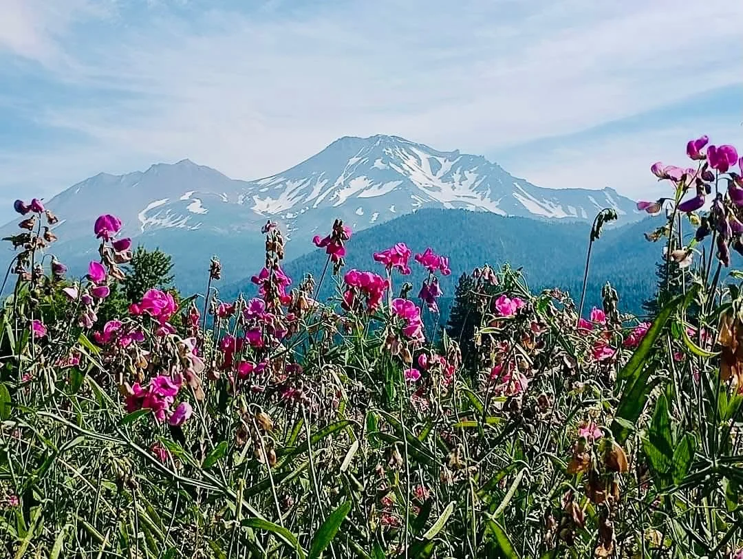 Snow-capped mountain in the background with green forested slopes and a field of pink wildflowers in the foreground.