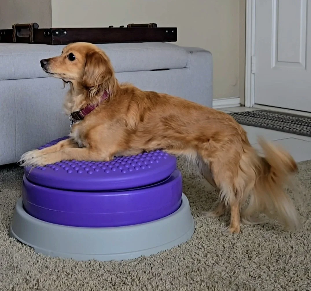 A dog lying on a purple balance disc in a living room.