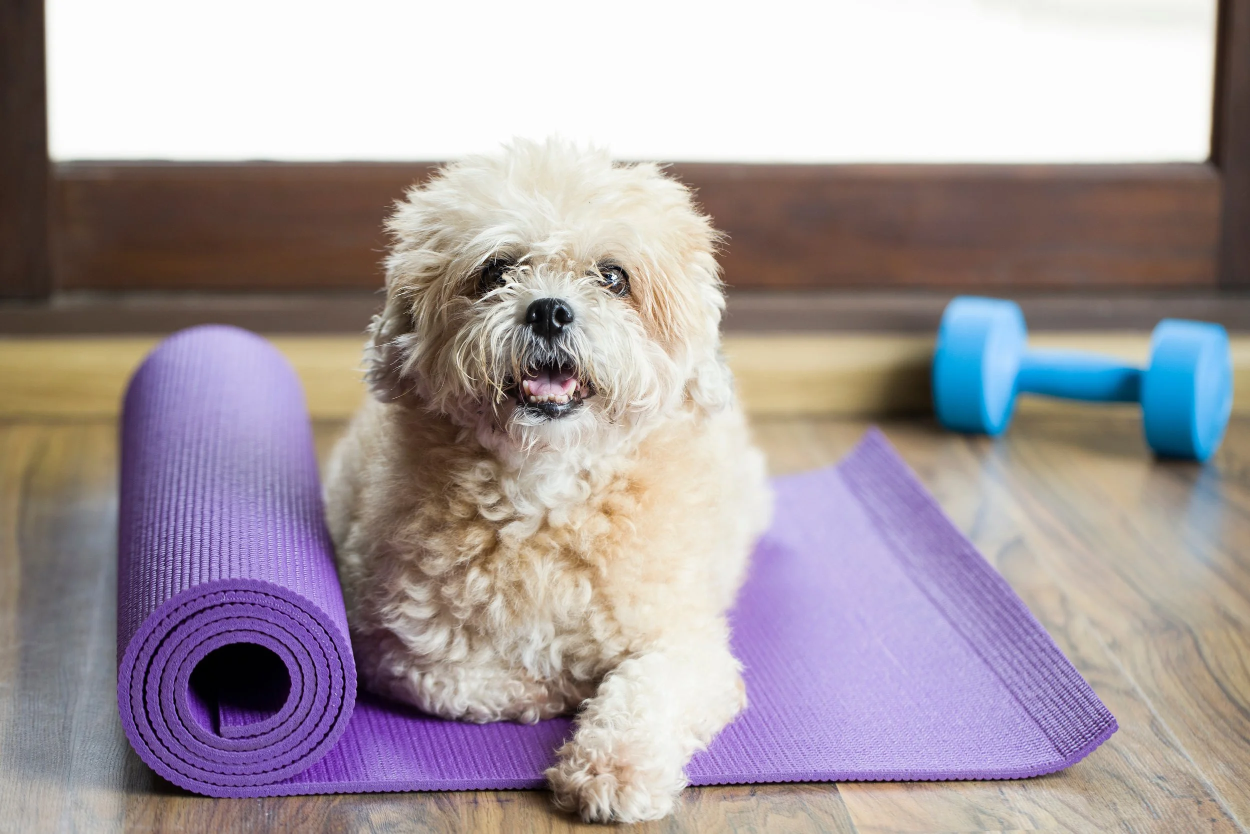 A dog lying on a purple yoga mat and a dumbell on the background