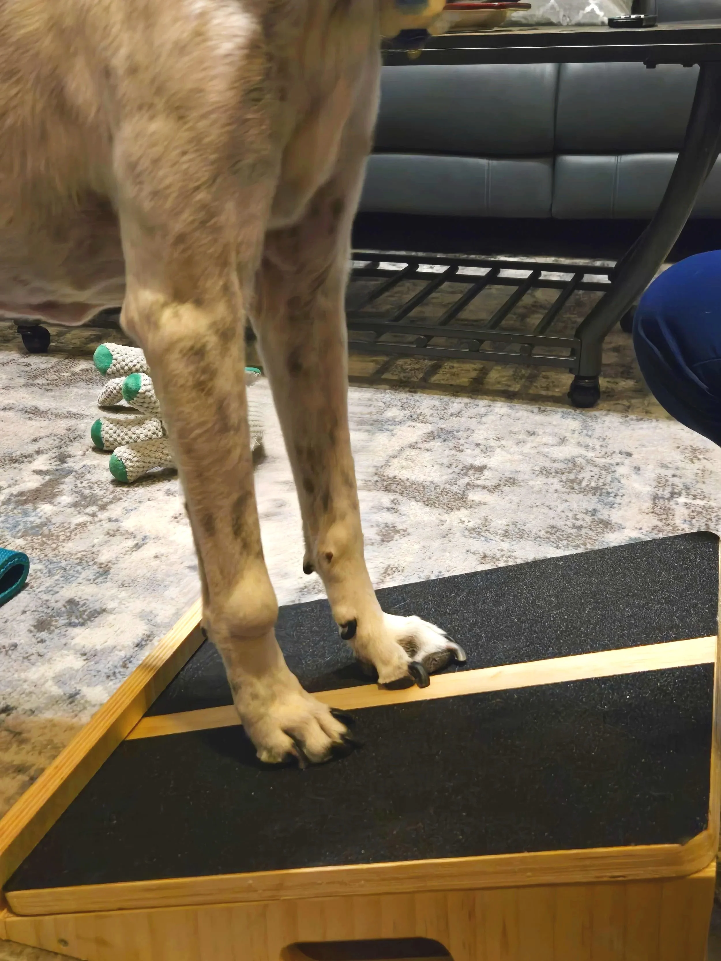 Close up of the front legs of a senior dog during his physical therapy session