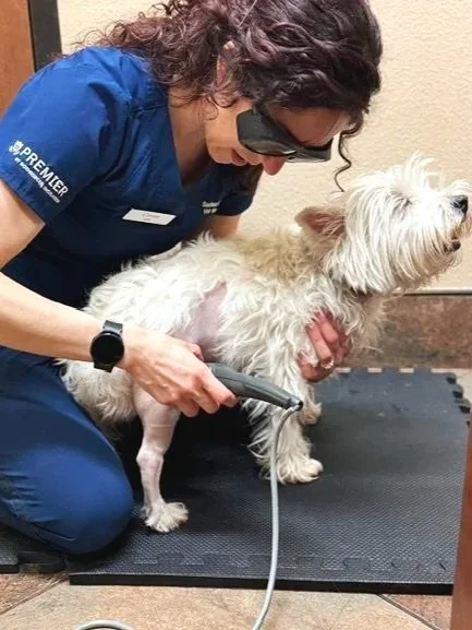Dog receiving laser therapy after knee surgery