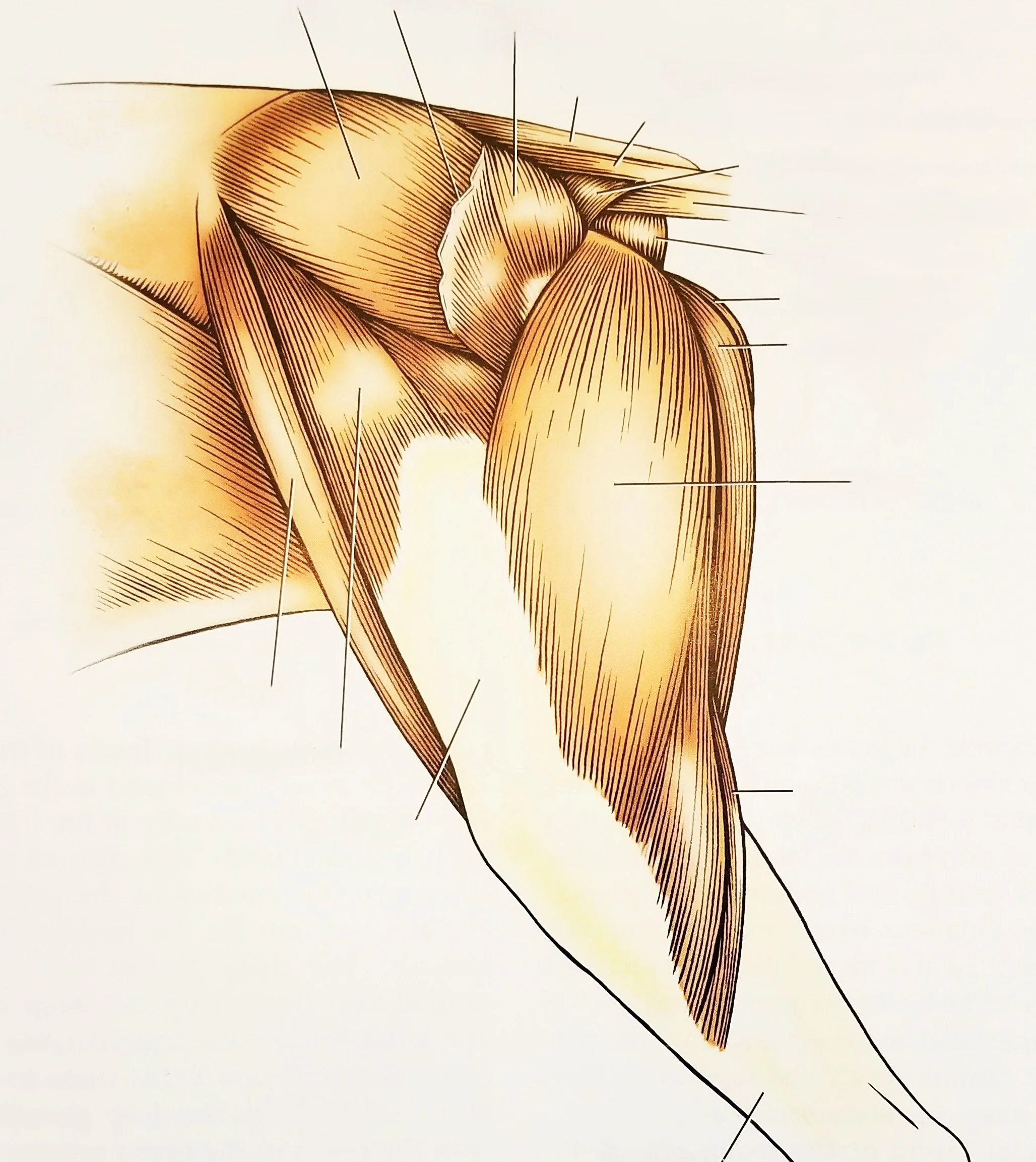 Musculature of a dog's hind leg