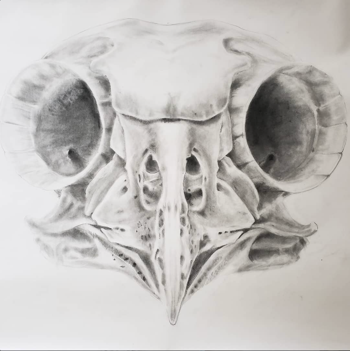 Owl  |  48 x 36 IN  |  Graphite on Paper |  2018