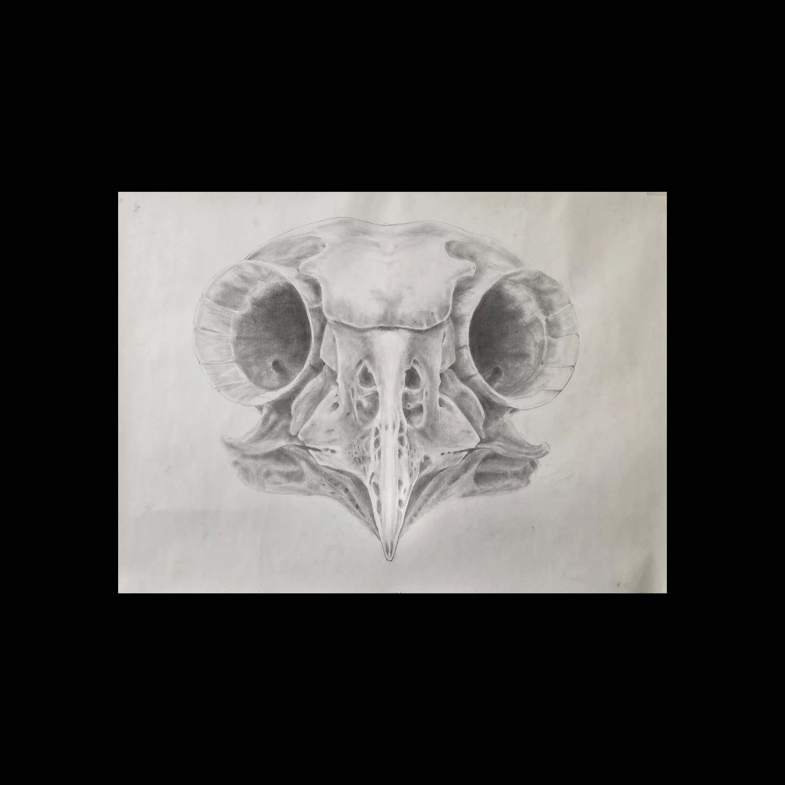 Owl  |  48 x 36 IN  |  Graphite on Paper  |  2018