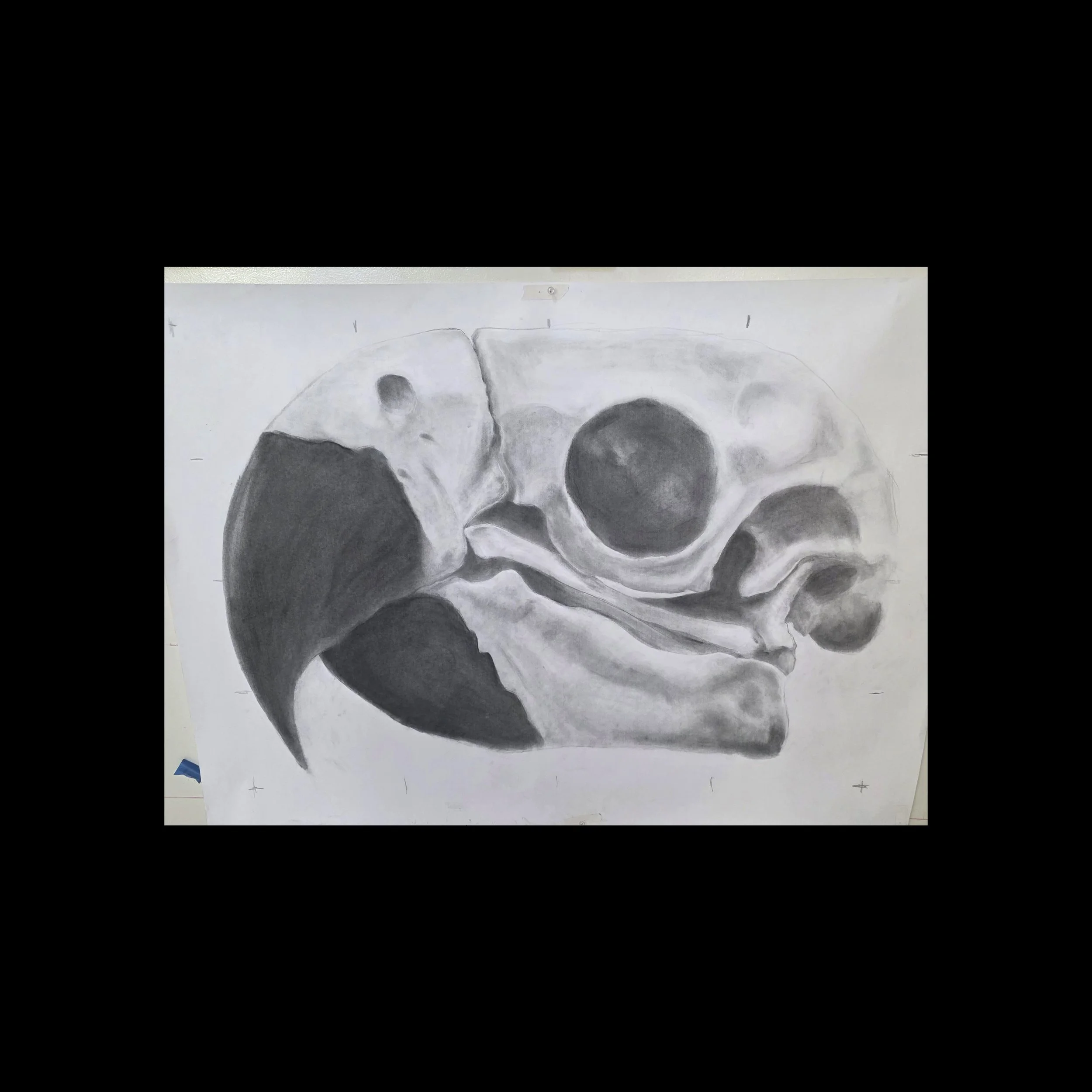 Toucan |  48 x 36 IN  |  Graphite on Paper |  2018