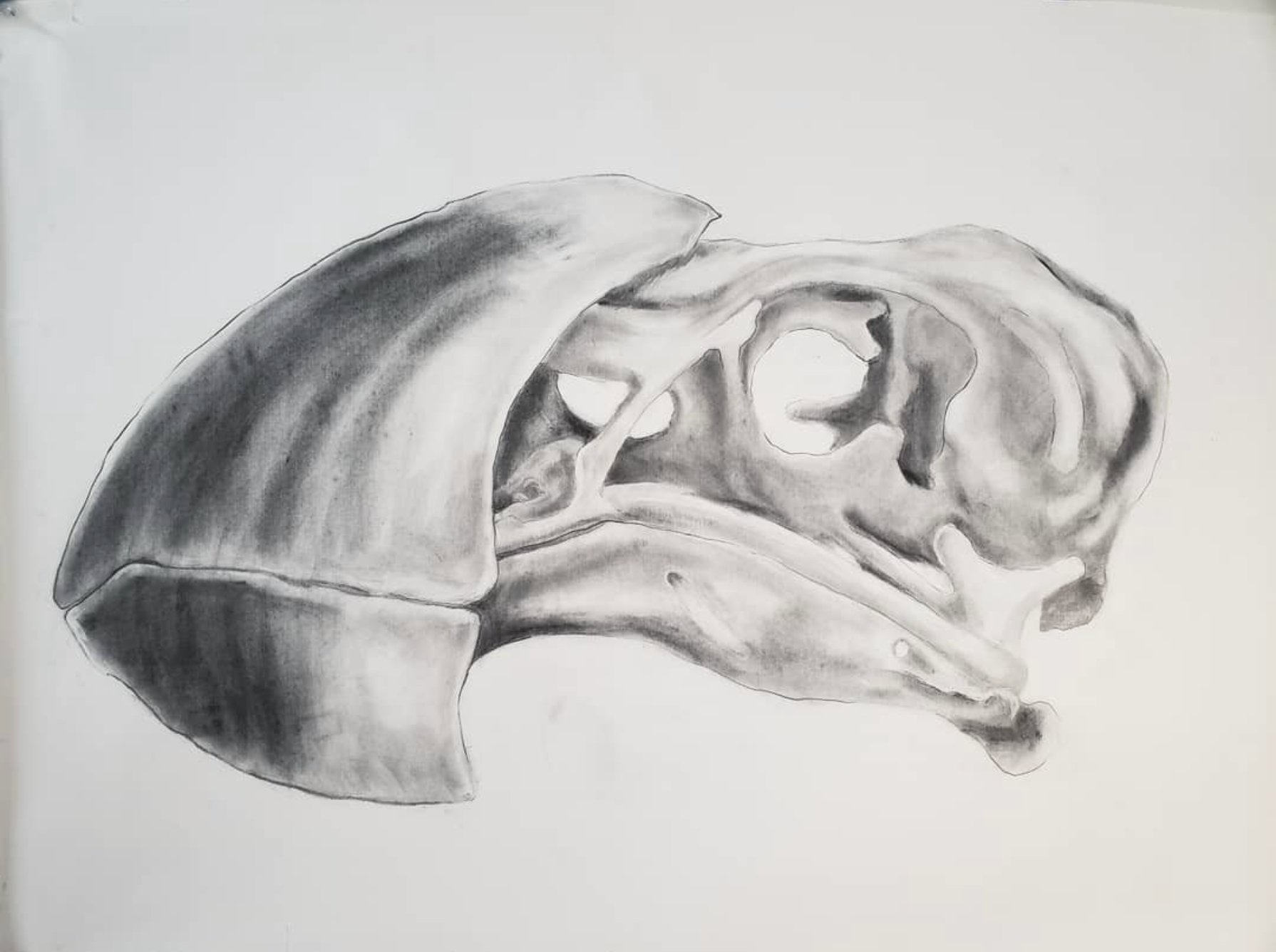 Puffin |  48 x 36 IN  |  Graphite on Paper |  2018