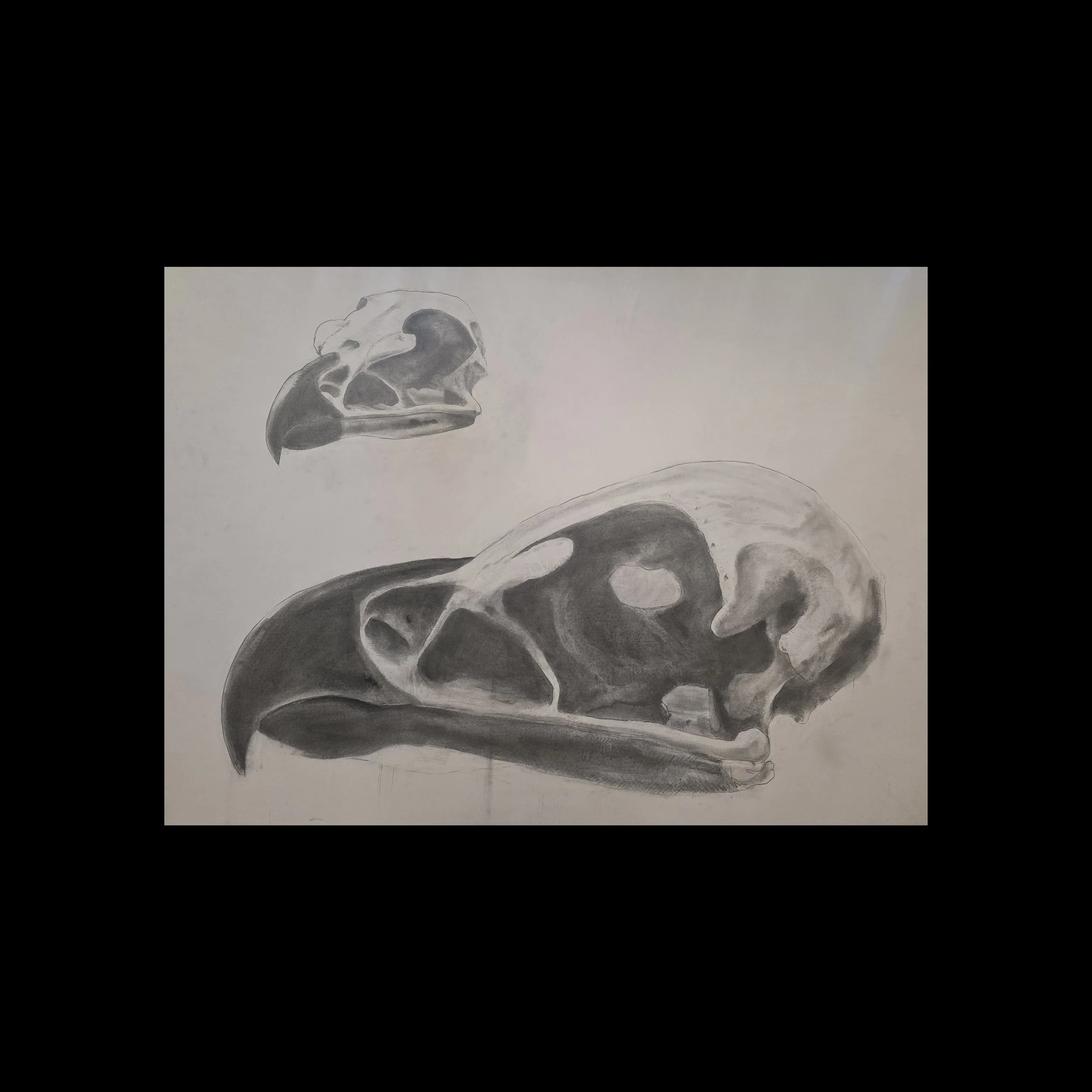 Eagle |  60 x 45 IN  |  Graphite on Paper |  2018