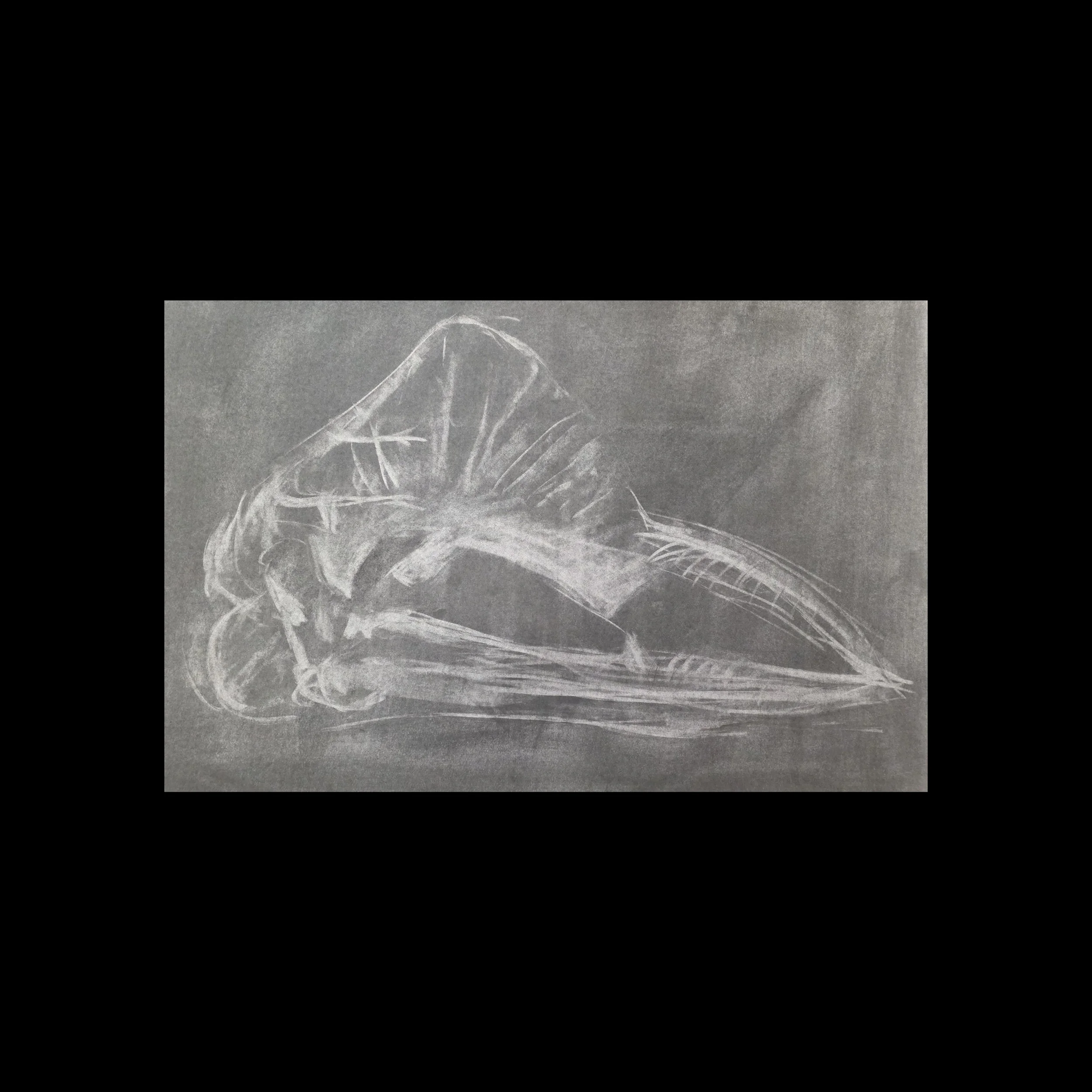Cassowary |  48 x 16 IN  |  Graphite on Paper |  2018