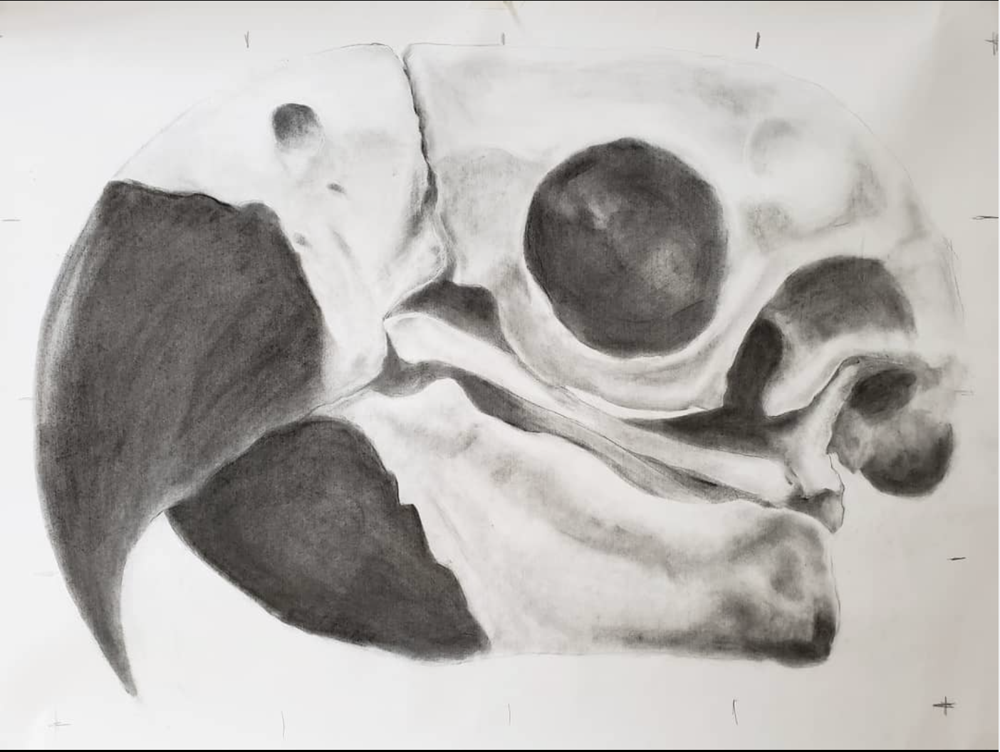 Toucan |  48 x 36 IN  |  Graphite on Paper |  2018