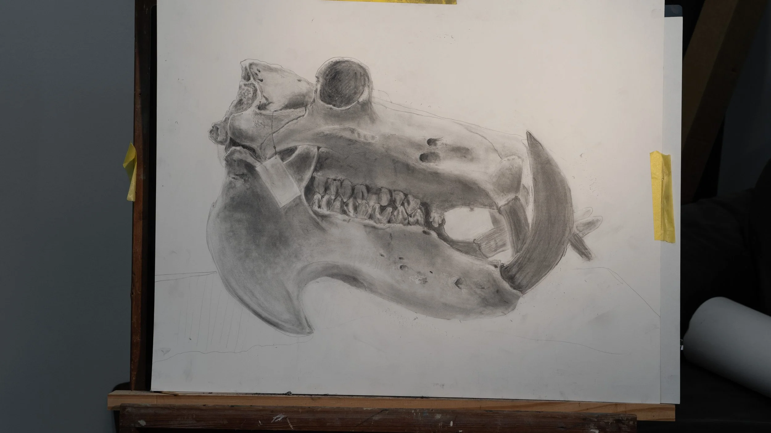 Dinosaur |  24 x 18 IN  |  Graphite on Paper  |  2018  