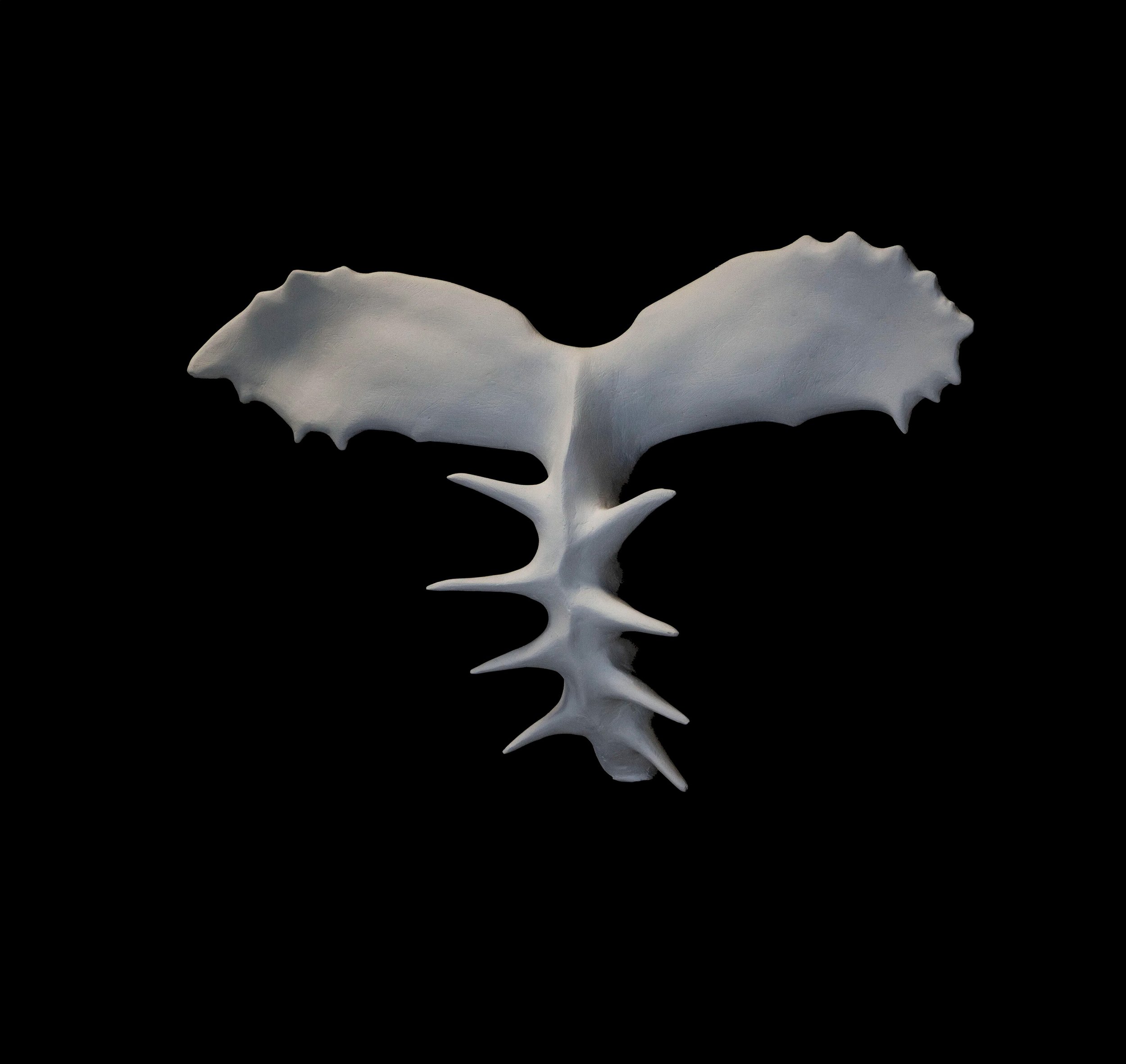 Trachymene Ceratpcarpa| Plaster Maquettes | 16 x 15 x 8 | 2018