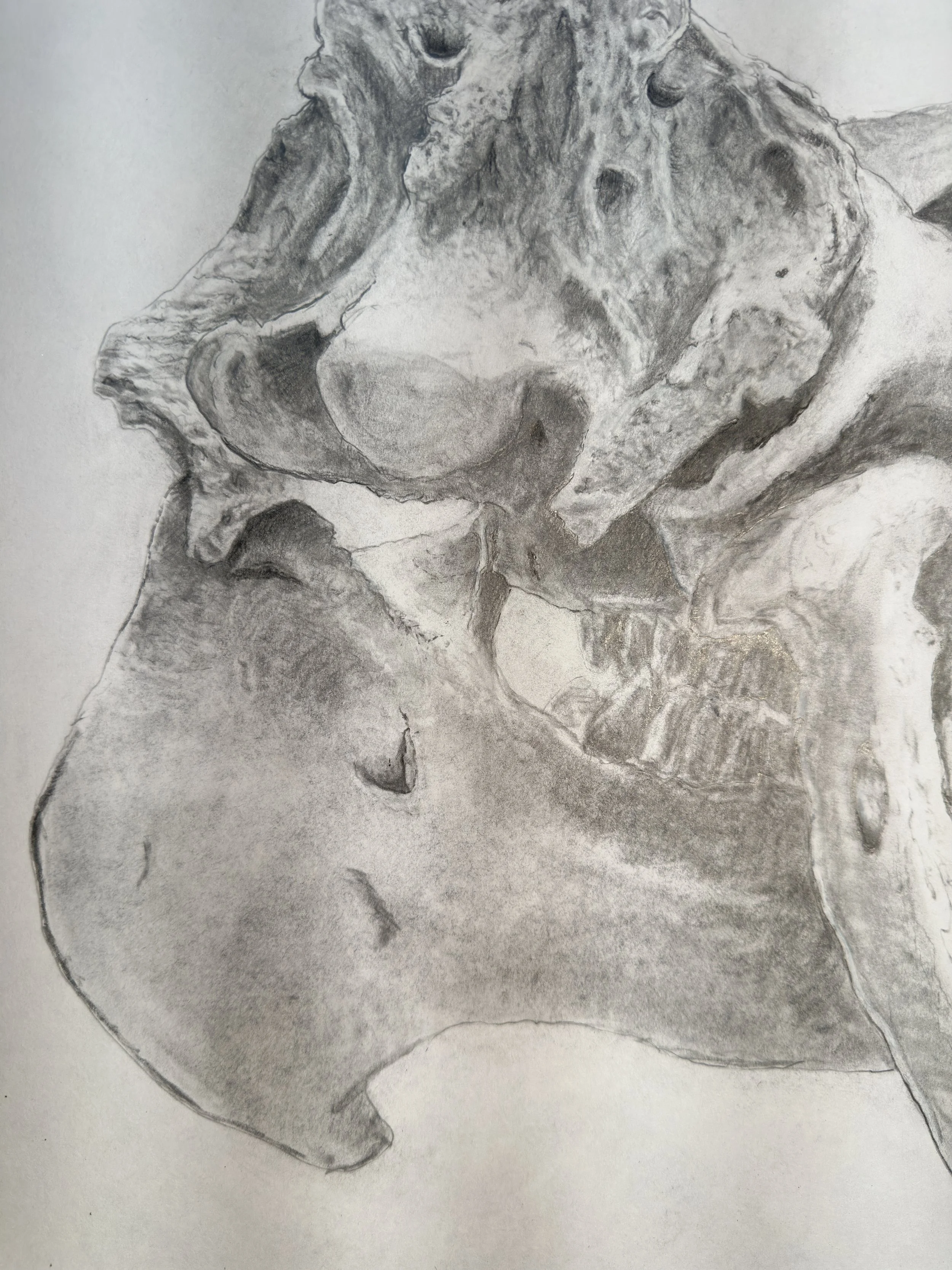 Dinosaur |  24 x 18 IN  |  Graphite on Paper  |  2018  