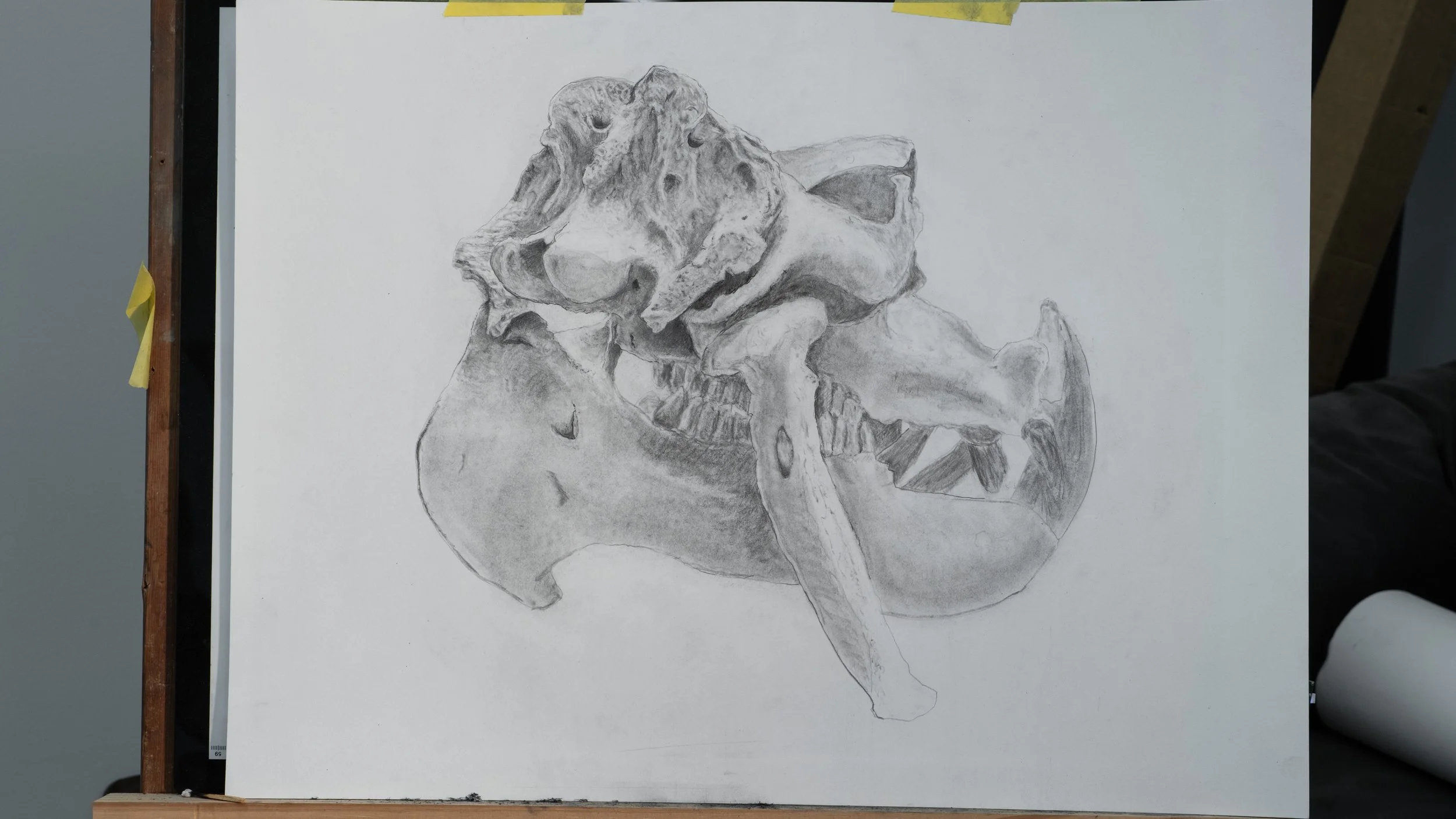 Dinosaur |  24 x 18 IN  |  Graphite on Paper   |  2018 