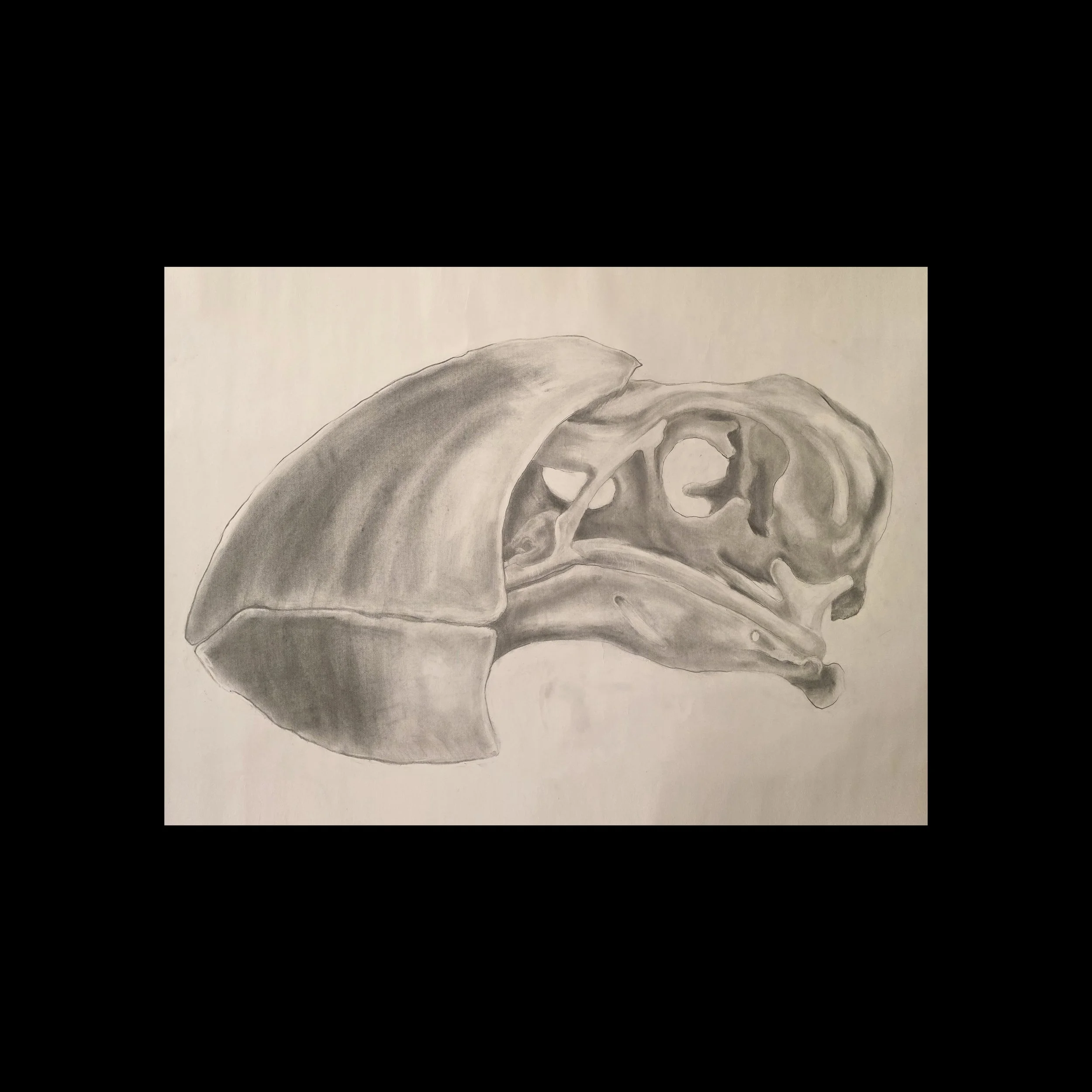 Puffin |  48 x 36 IN  |  Graphite on Paper |  2018