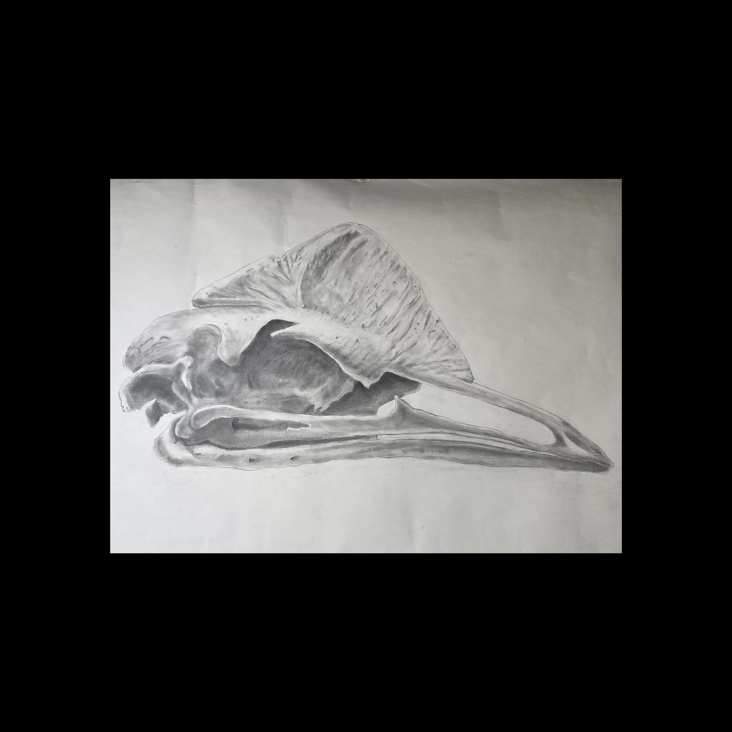 Cassowary |  48 x 16 IN  |  Graphite on Paper |  2018