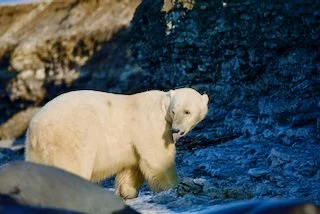 yummy food - polar bear