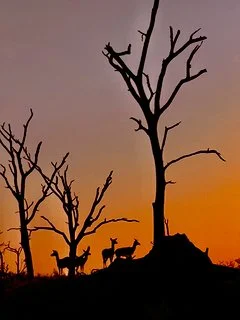 Sunset in the Okavango Delta, Botswana