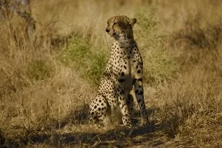 Cheetah