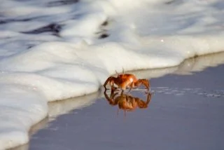 Hermit crab, Galapagos