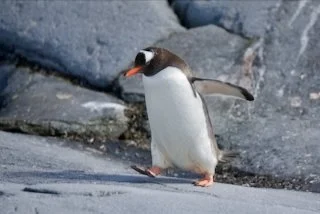 Don't stare at me - penguin