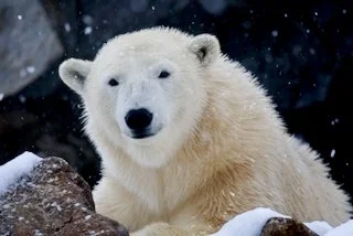 hello! polar bear