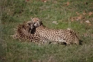 Cheetah brothers awake